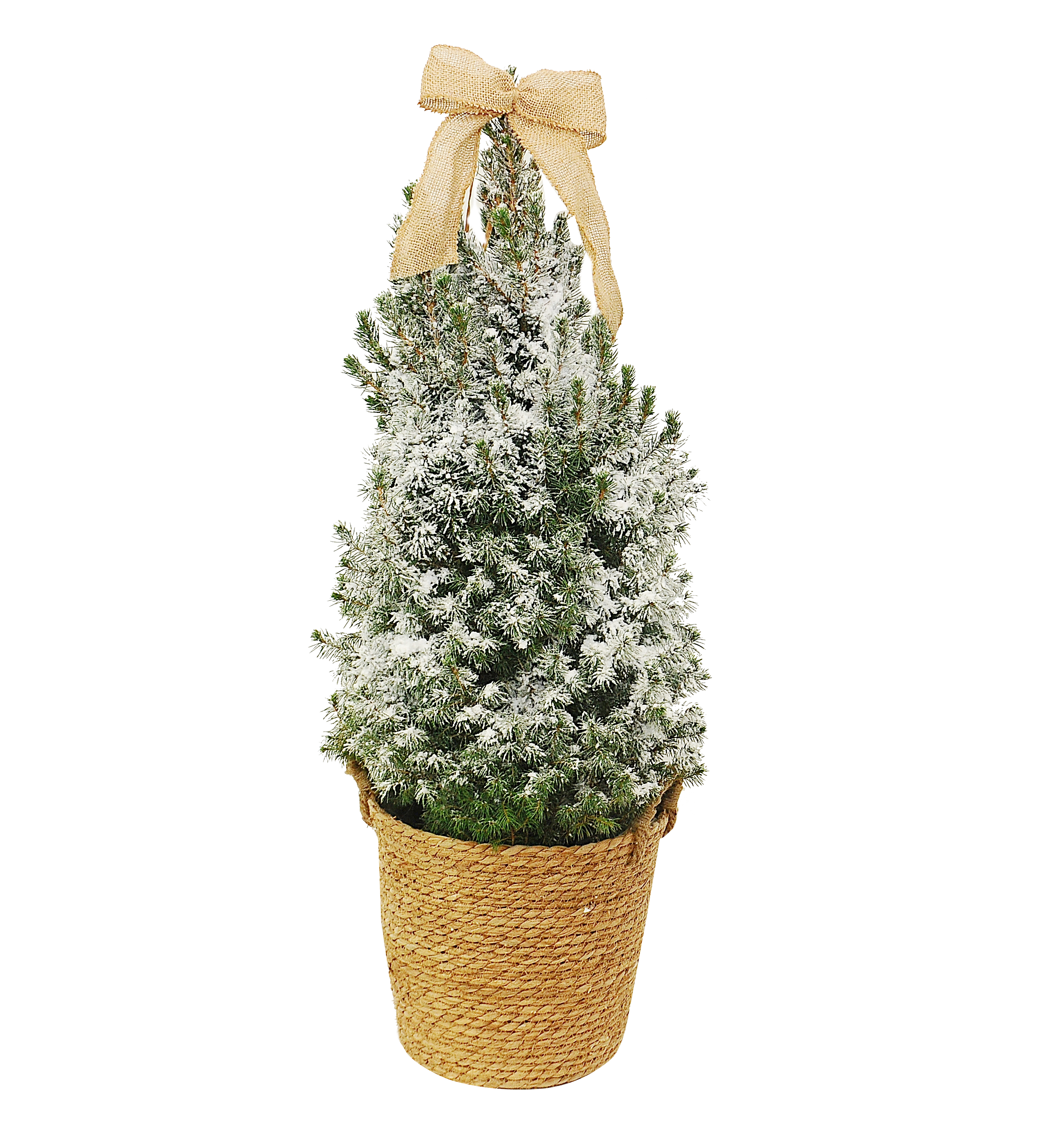 Świerk biały Conica 60-70 cm