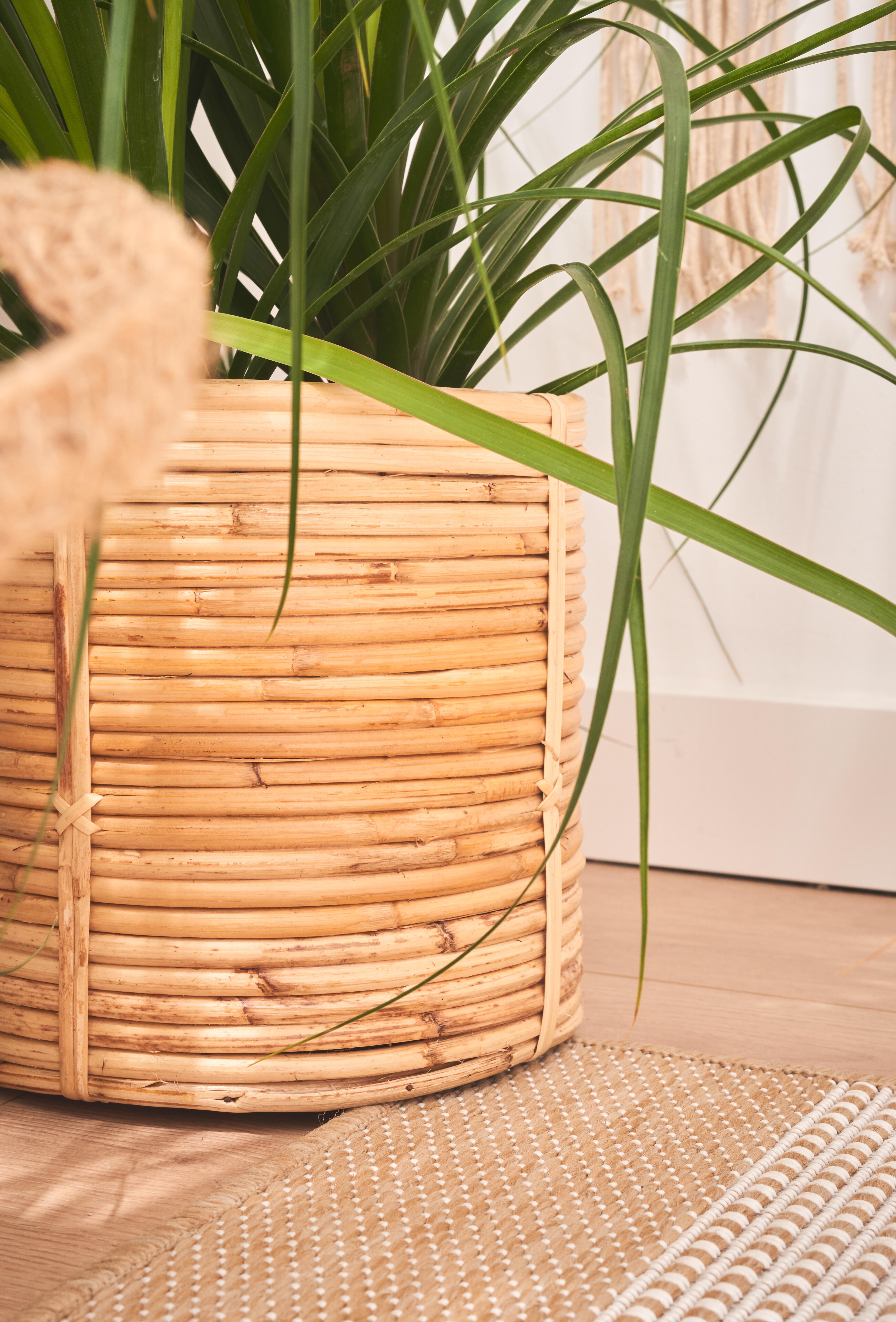 Planta verde Howea Forsteriana 100-110 cm en maceta de 17 cm - 16
