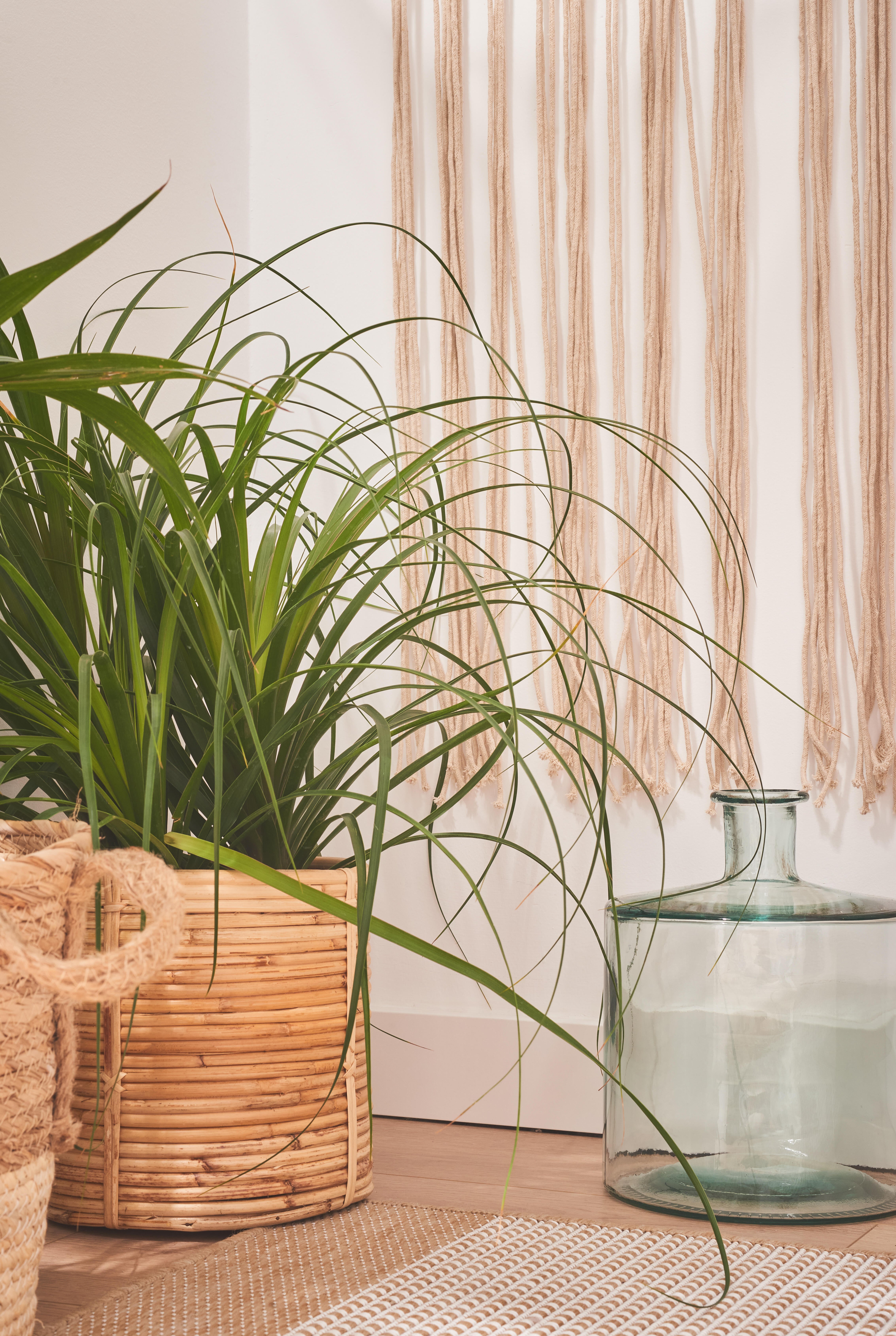 Planta verde Howea Forsteriana 100-110 cm en maceta de 17 cm - 14
