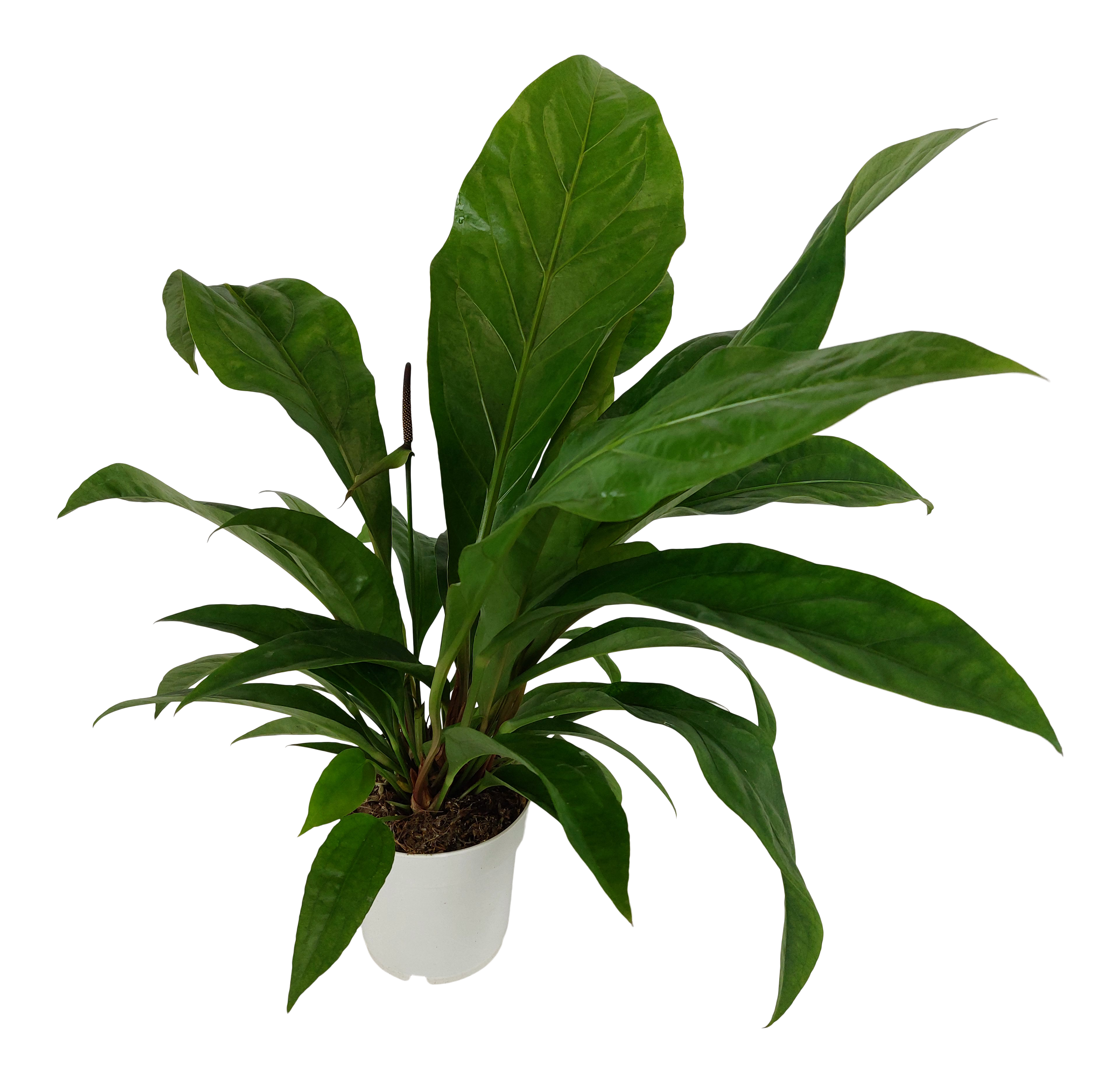 Anturium Jungle Bush 45 cm