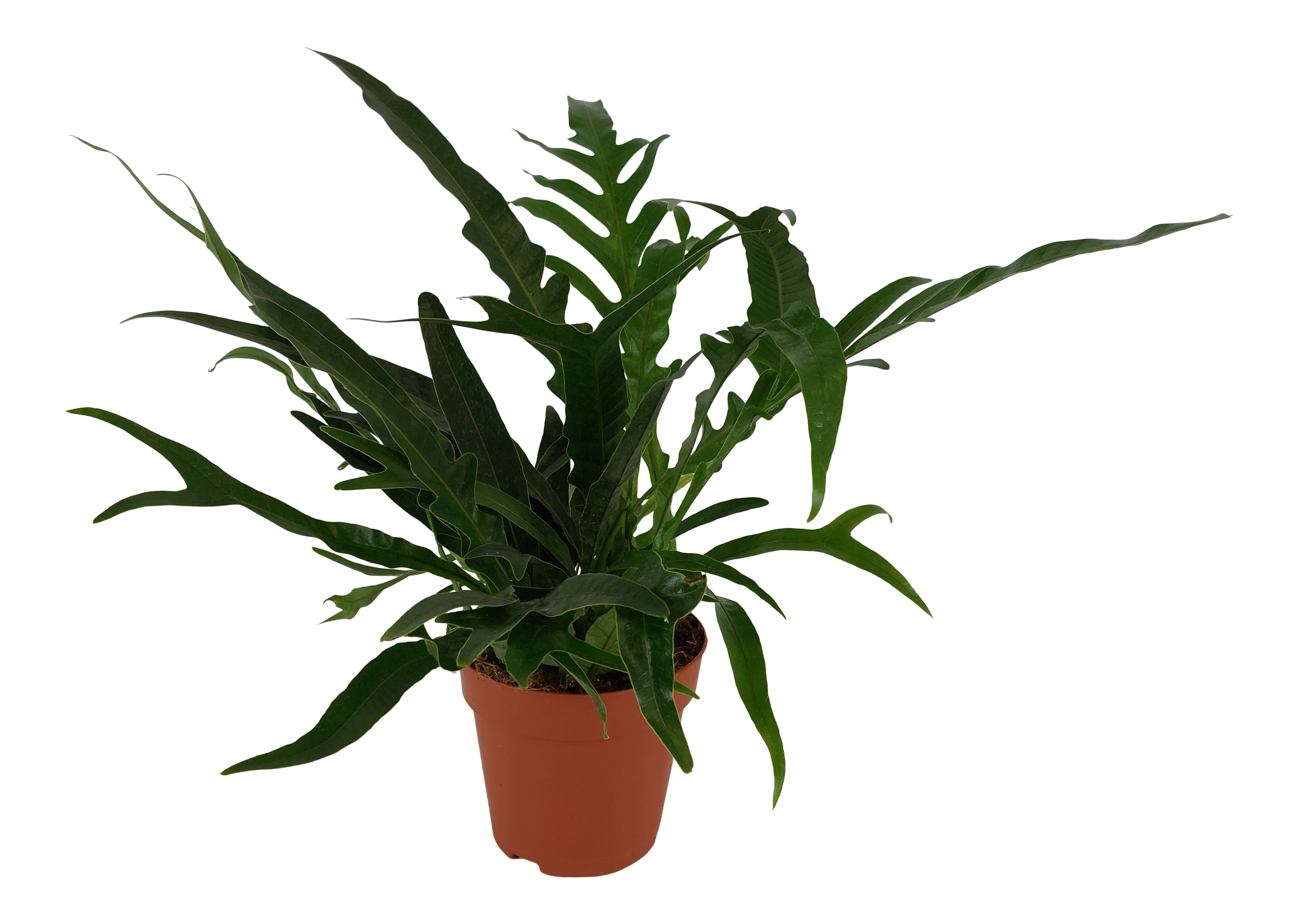 Aglaomorpharium Coronans Jim paproć 35-40 cm