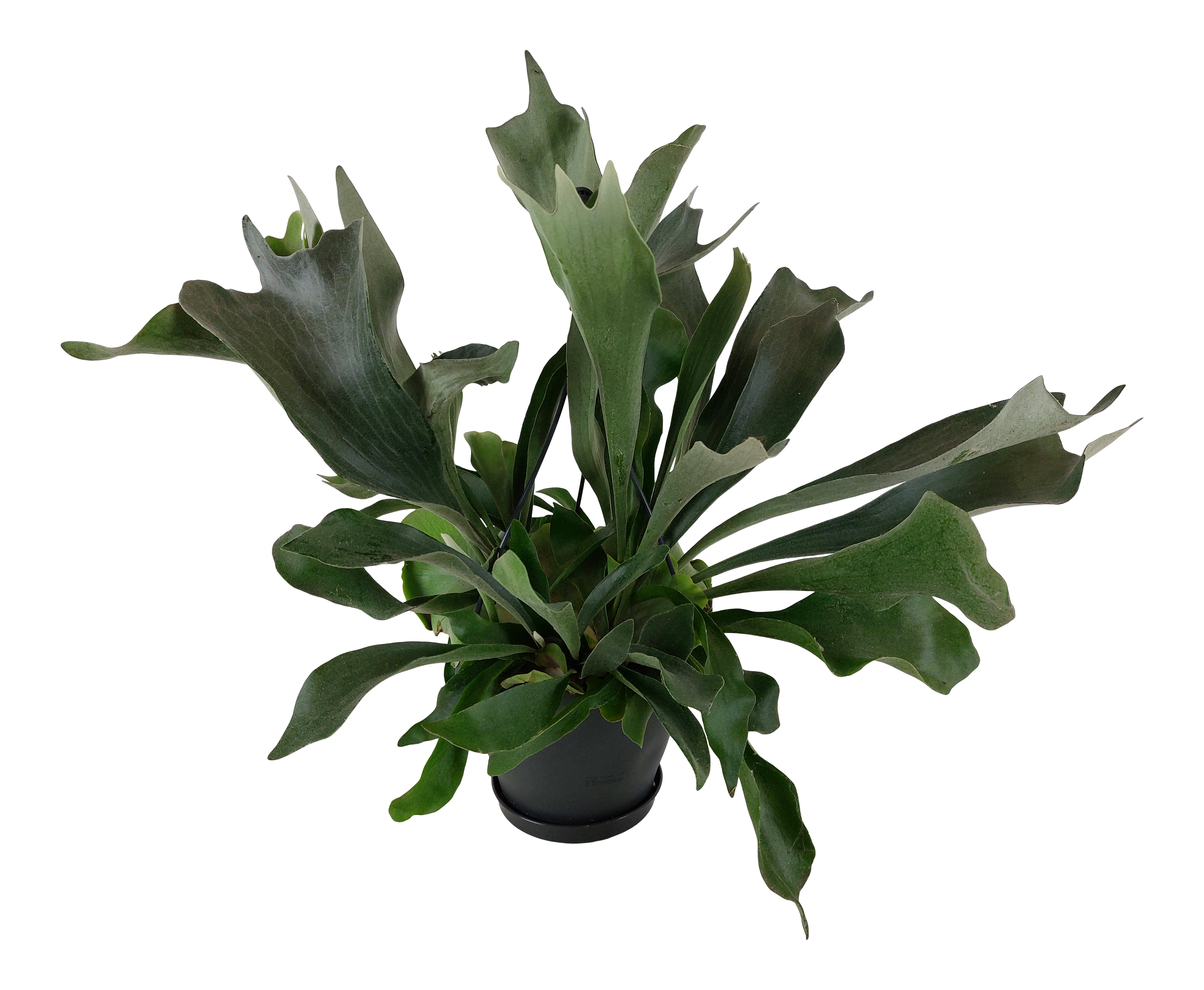 Łosie rogi Platycerium 50-55 cm