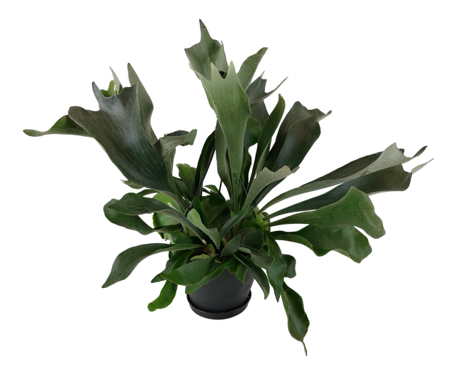 Łosie rogi Platycerium 50-55 cm