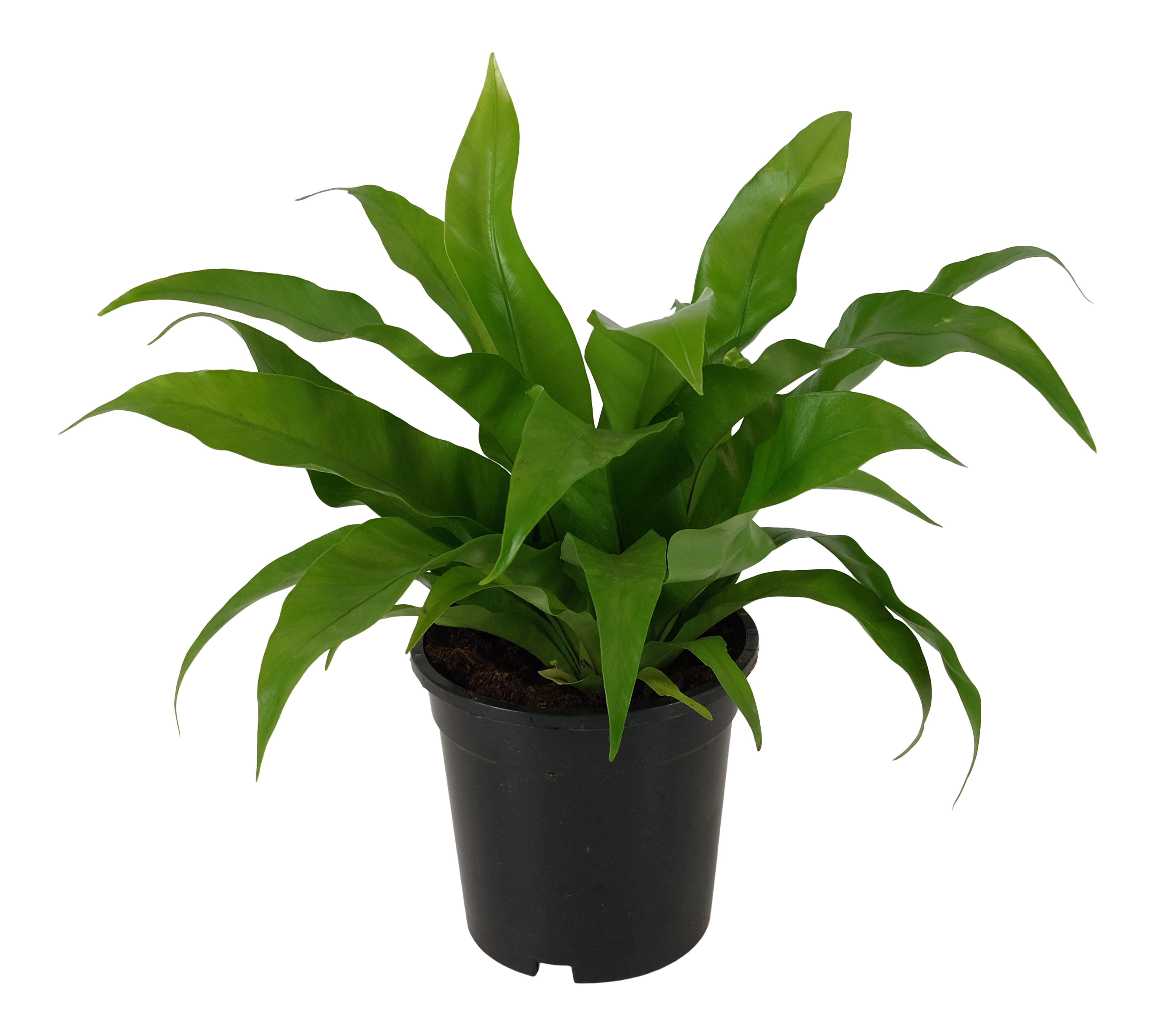 Zanokcica Asplenium Antiquum 40-45 cm