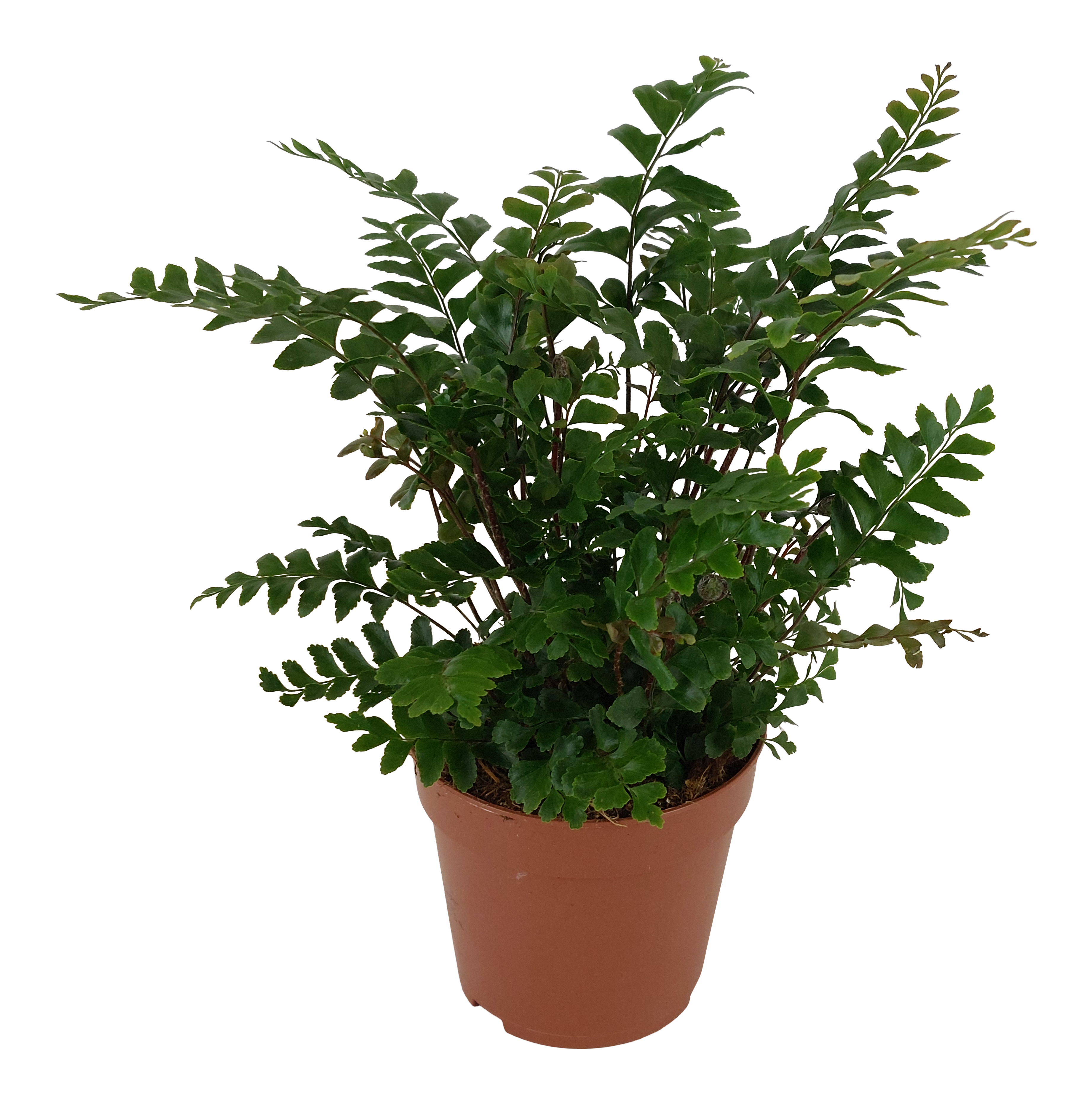 Didymochlaena Truncatula paproć 35-40 cm