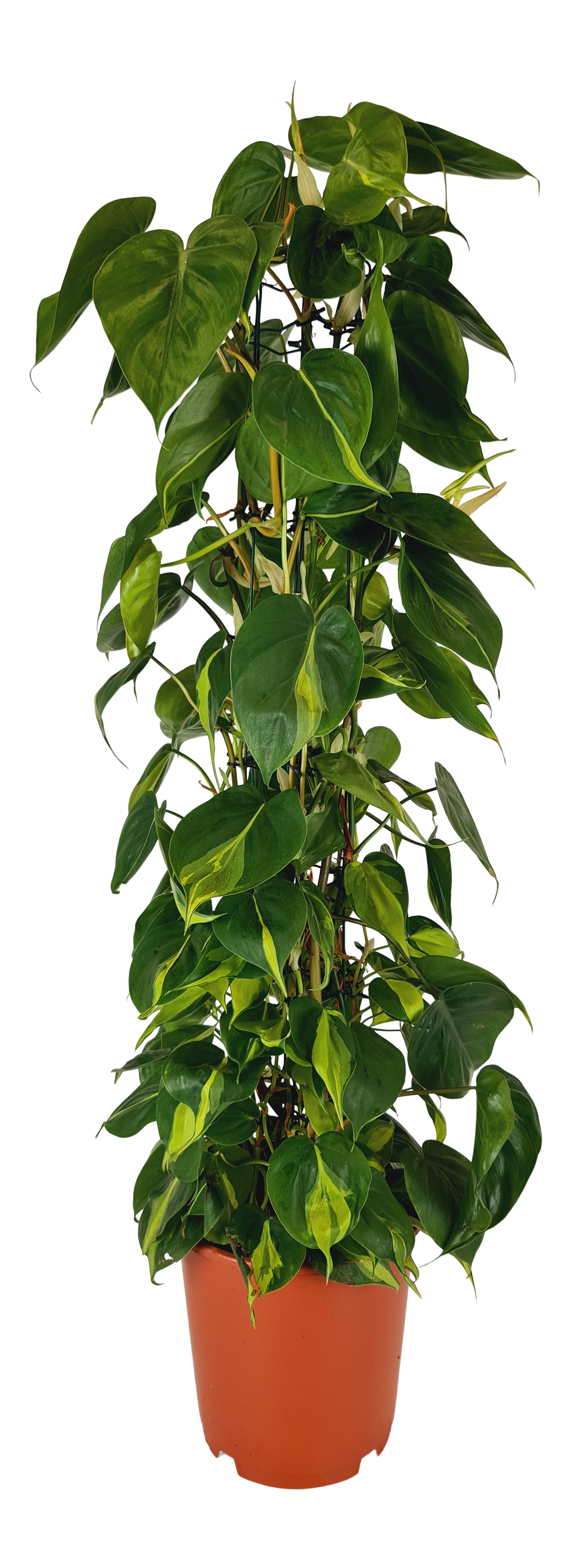 Filodendron Scandens Brasil 110 cm