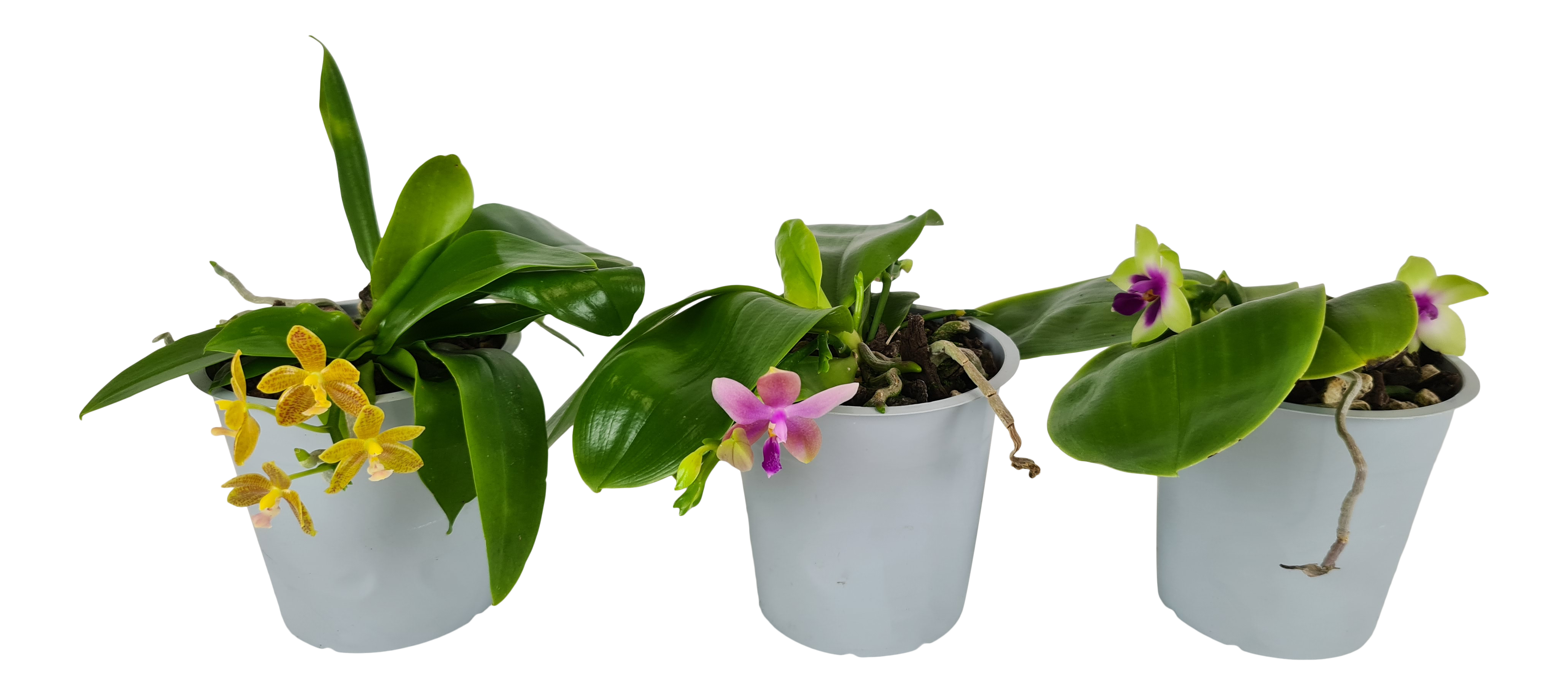 Storczyk Falenopsis Violacea mix 10cm