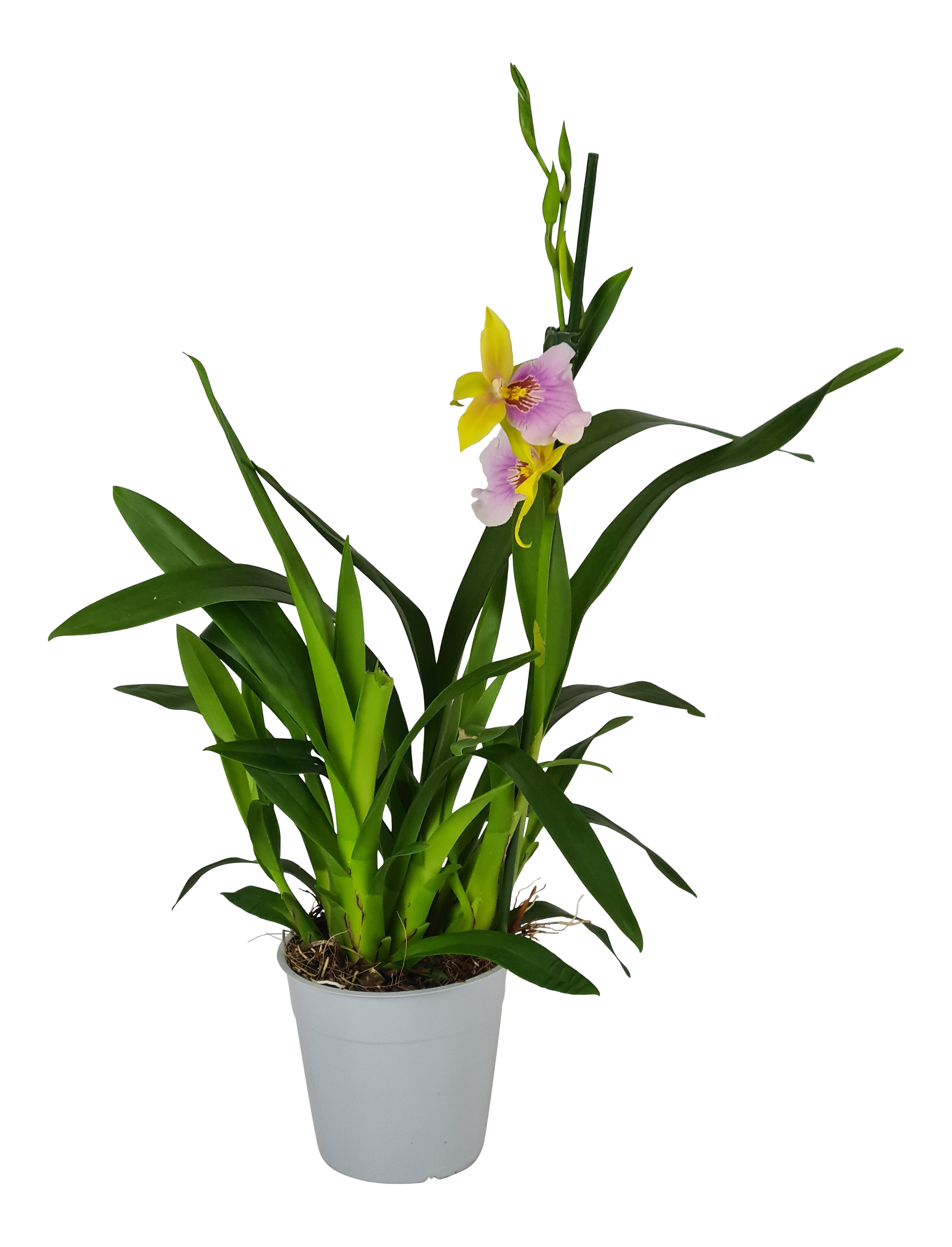 Storczyk Odontoglossum mix 55cm