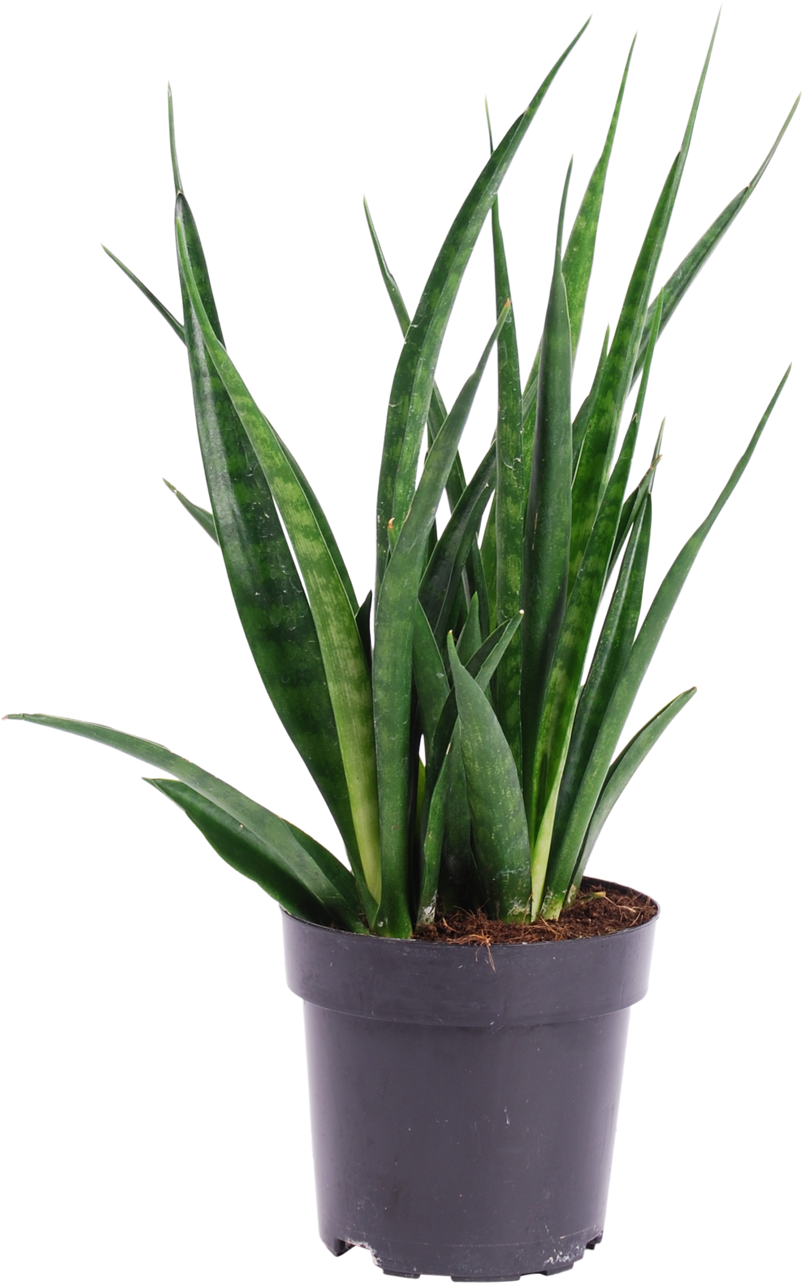 Sansewieria Kirkii Frien 35-40 cm