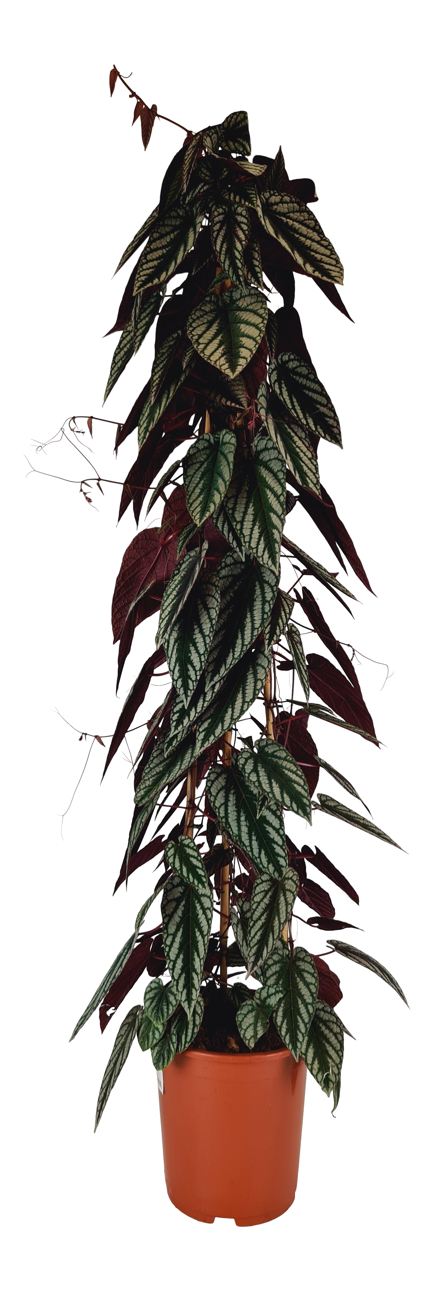 Cissus różnobarwny 150 cm