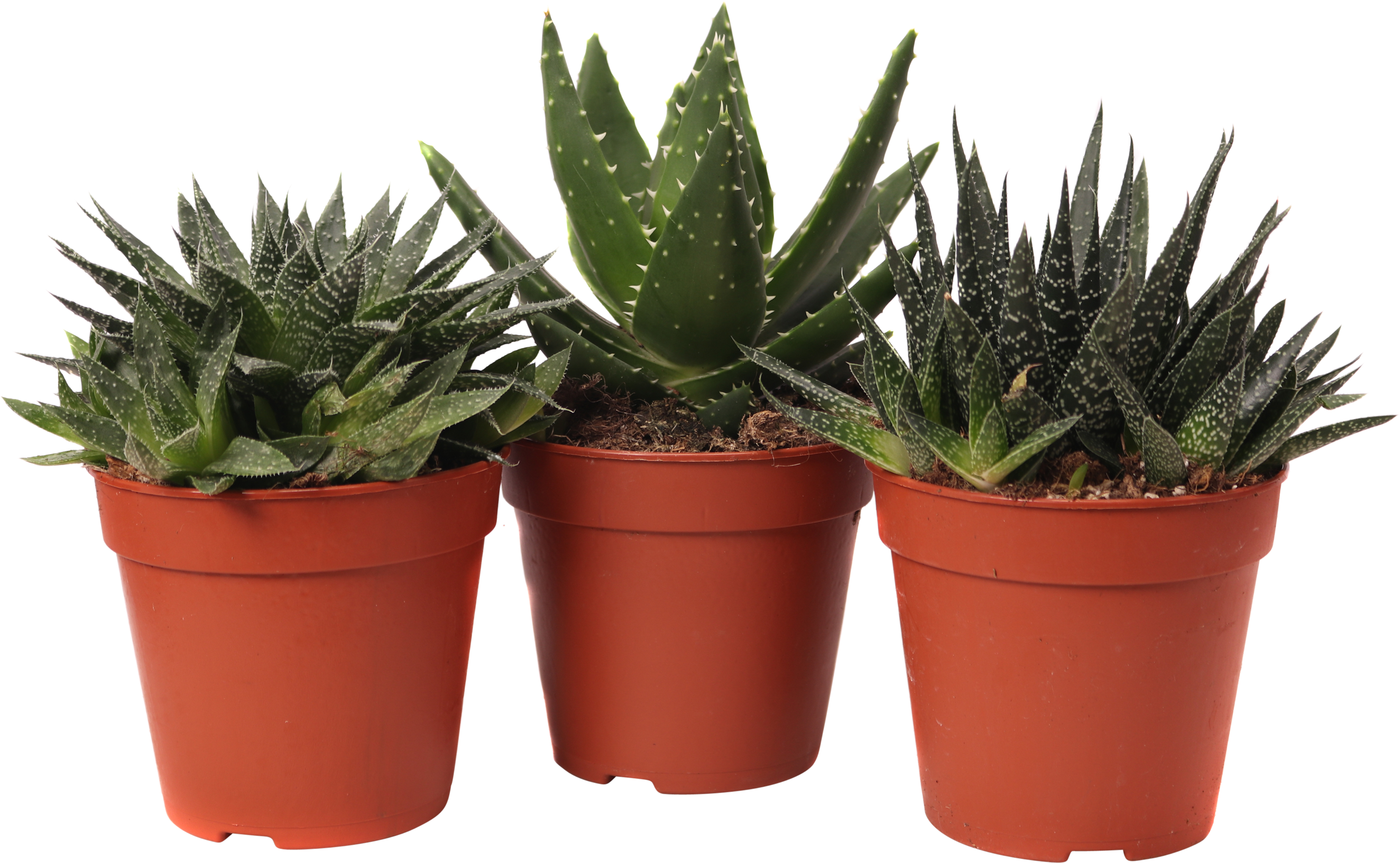 Aloes mix 20-25 cm
