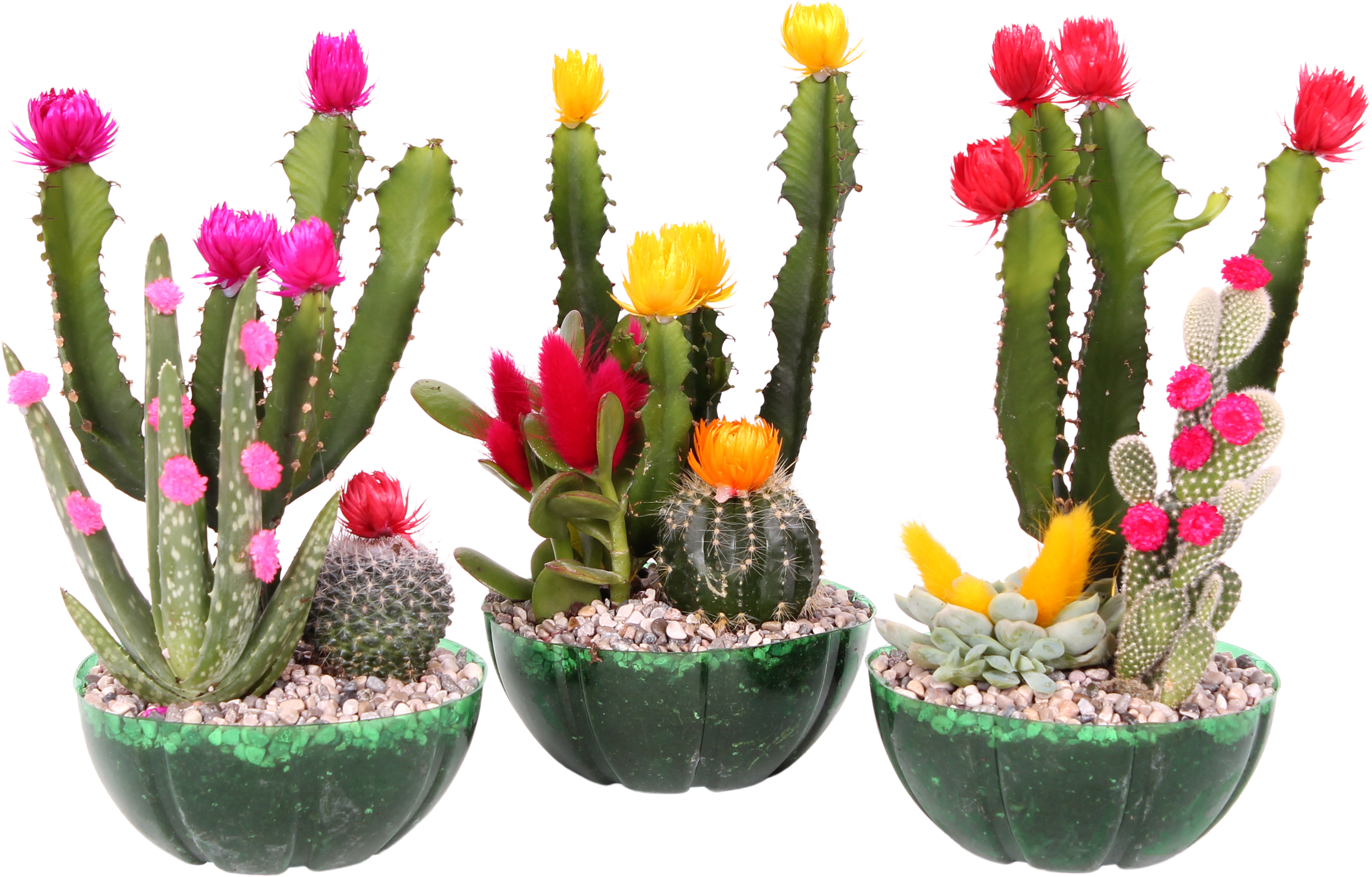Kaktus Compo Fiesta 30-35cm