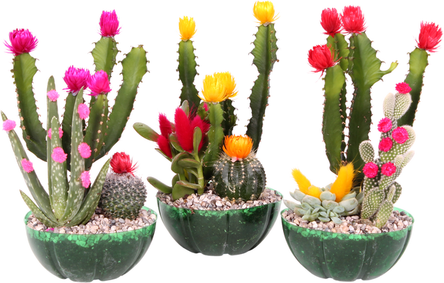Kaktus Compo Fiesta 30-35cm