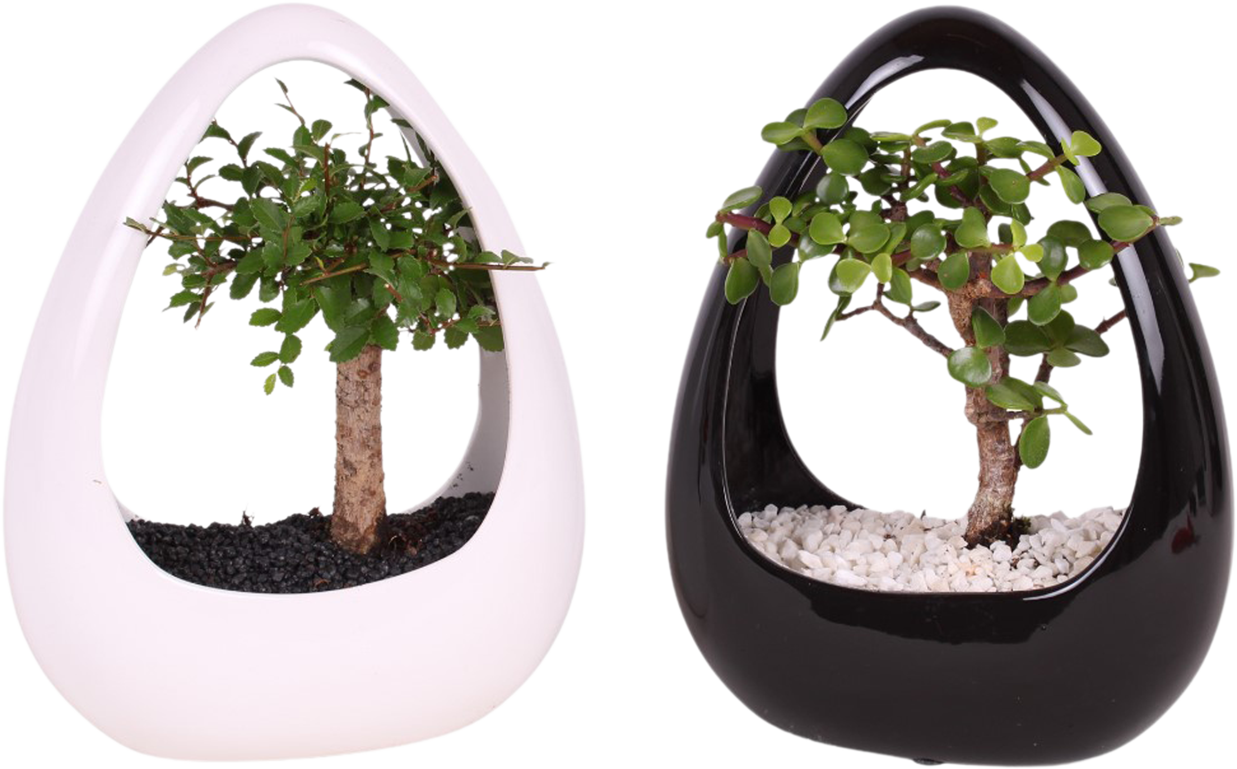 Bonsai mix 30-35 cm