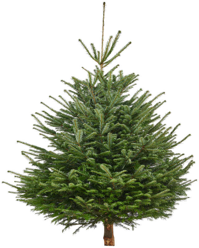 Jodła kaukaska 300-350cm choinka żywa cięta premium