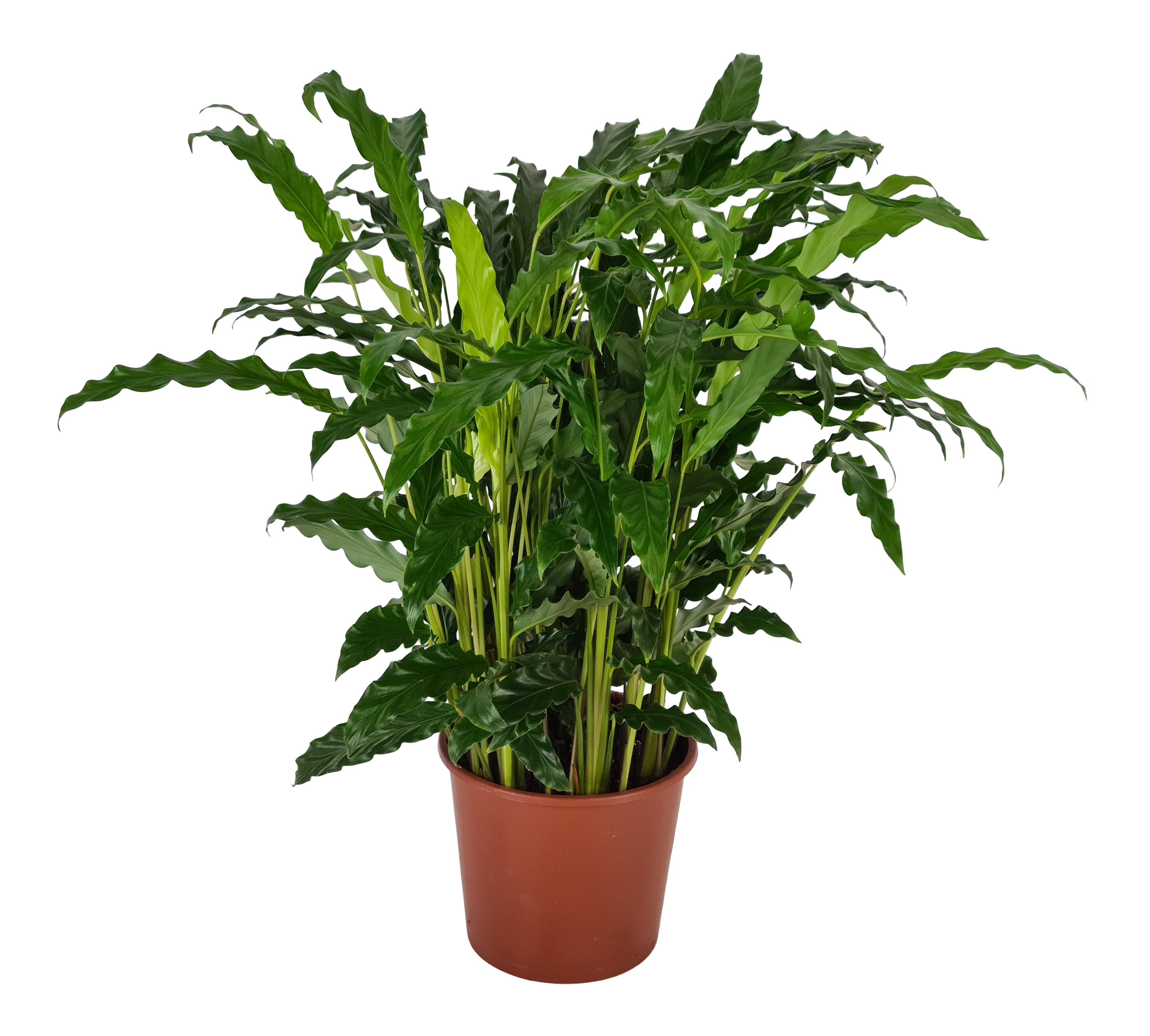 Kalatea Ostrzeszyn Bluegrass 55-75 cm