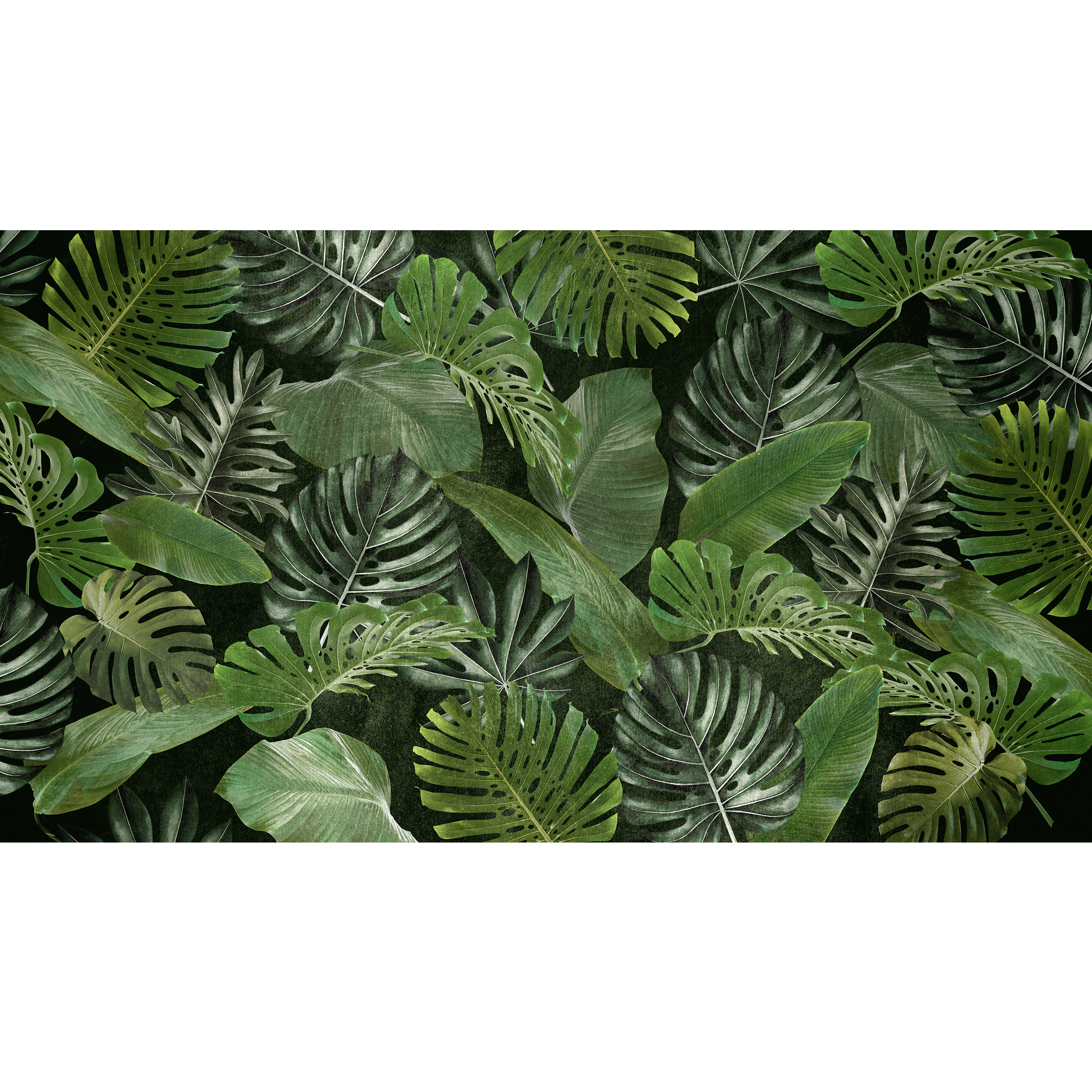 Mural Tropical egzotyczne liście 500 x 280 cm delikatna struktura