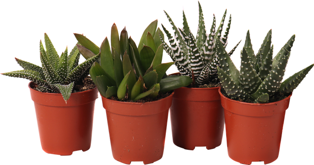 Haworsja mix 10-15 cm