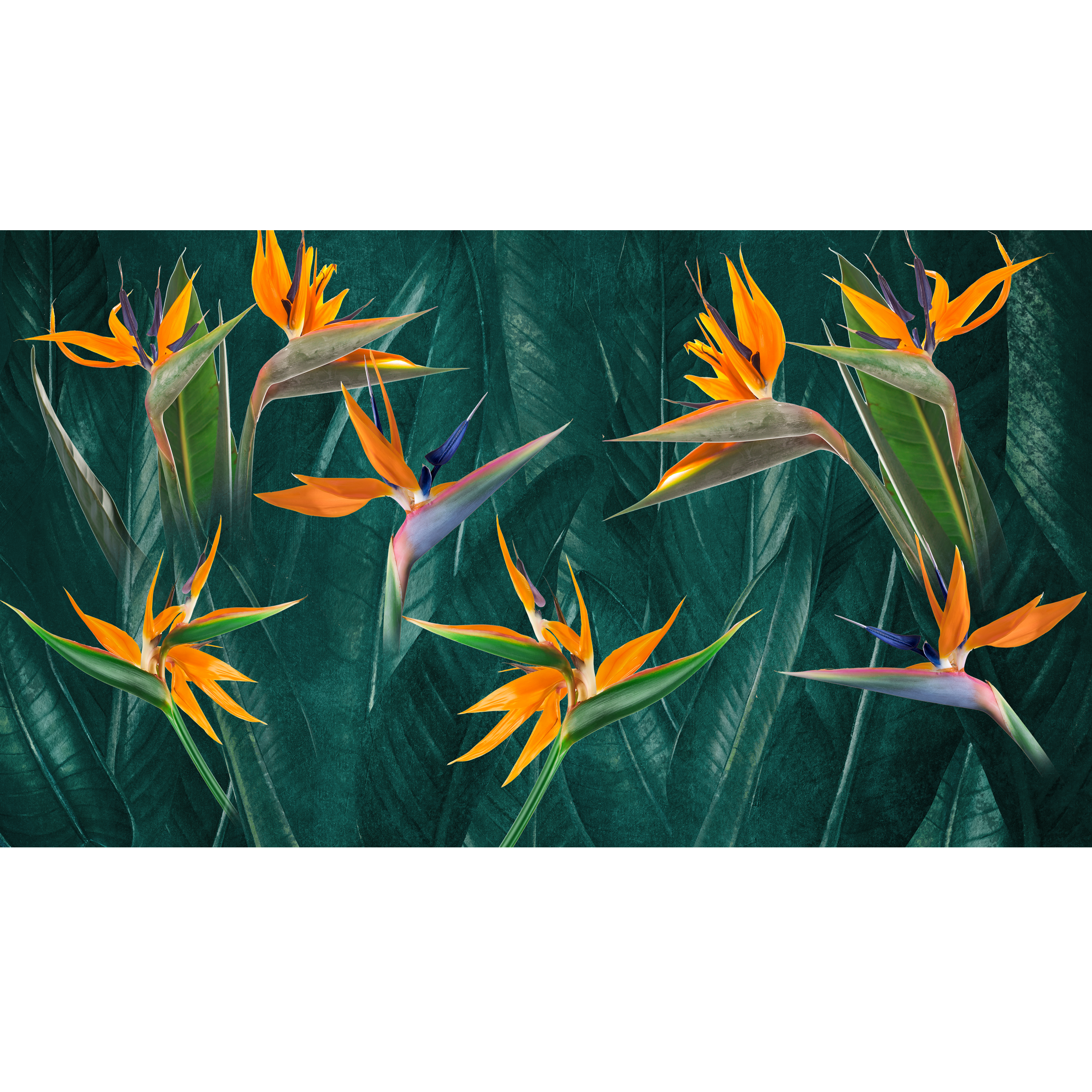 Mural Strelitzia egzotyczne kwiaty 500 x 280 cm delikatna struktura