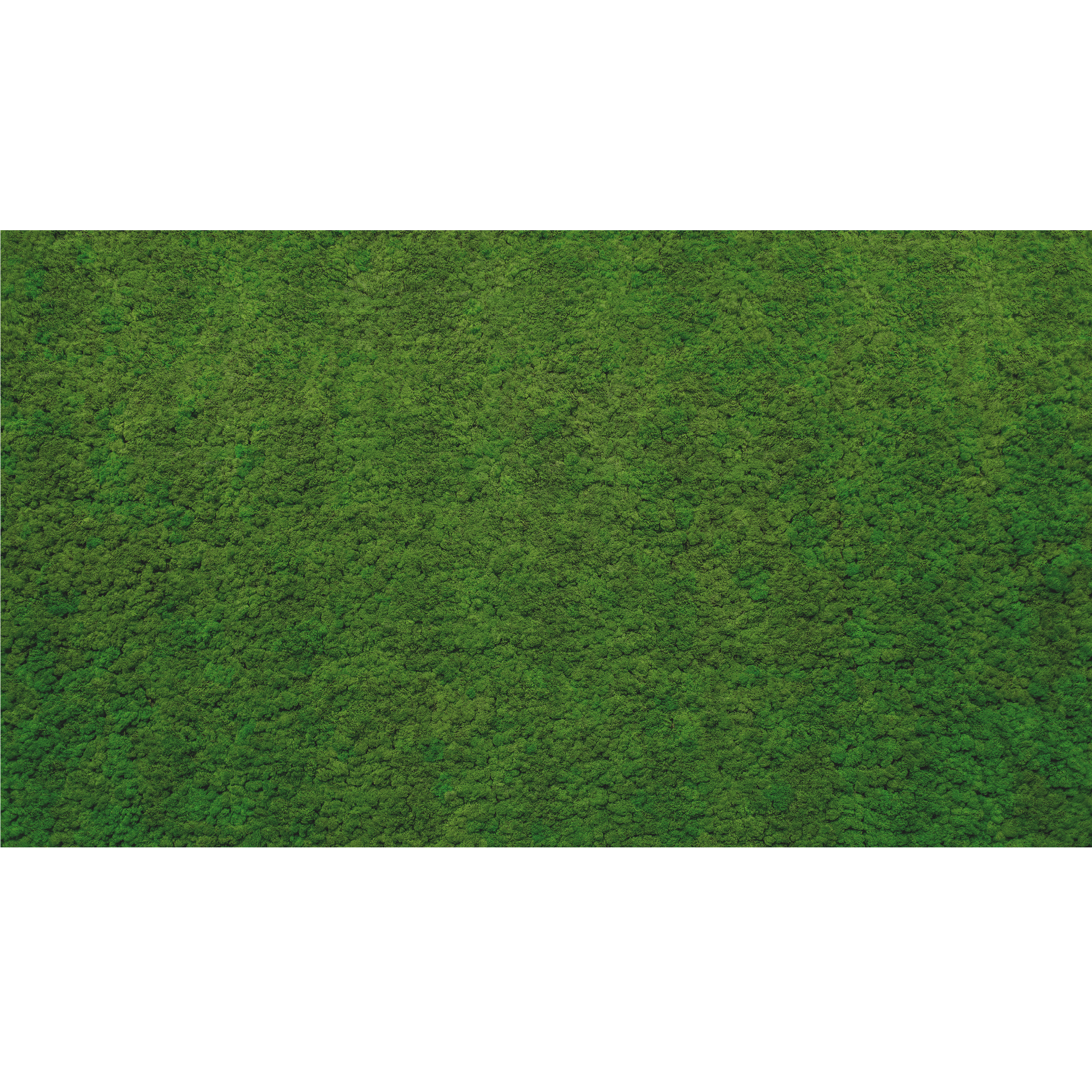 Mural Moss zielona ściana 500 x 280 cm delikatna struktura