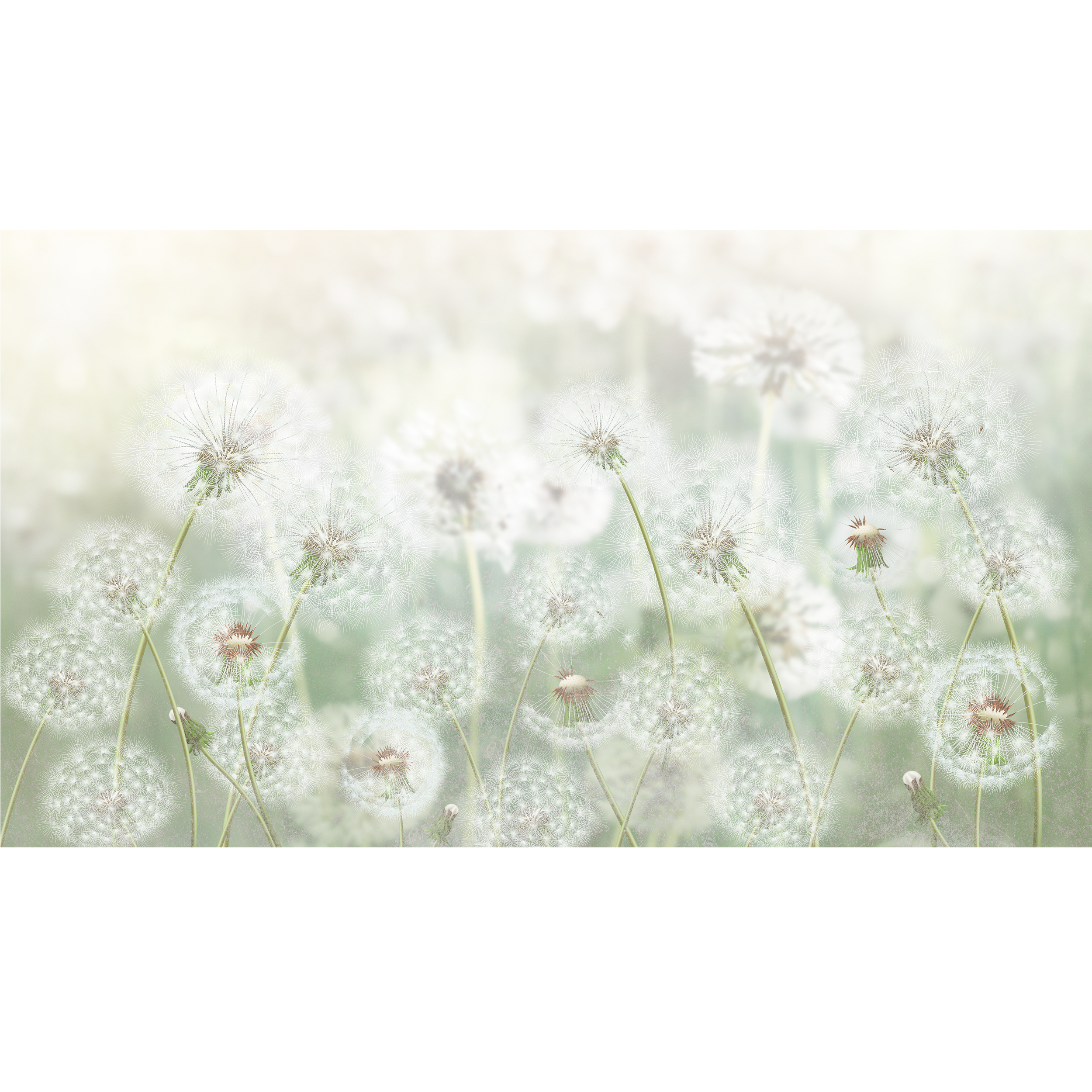 Mural Meadow dmuchawce 500 x 280 cm struktura Art