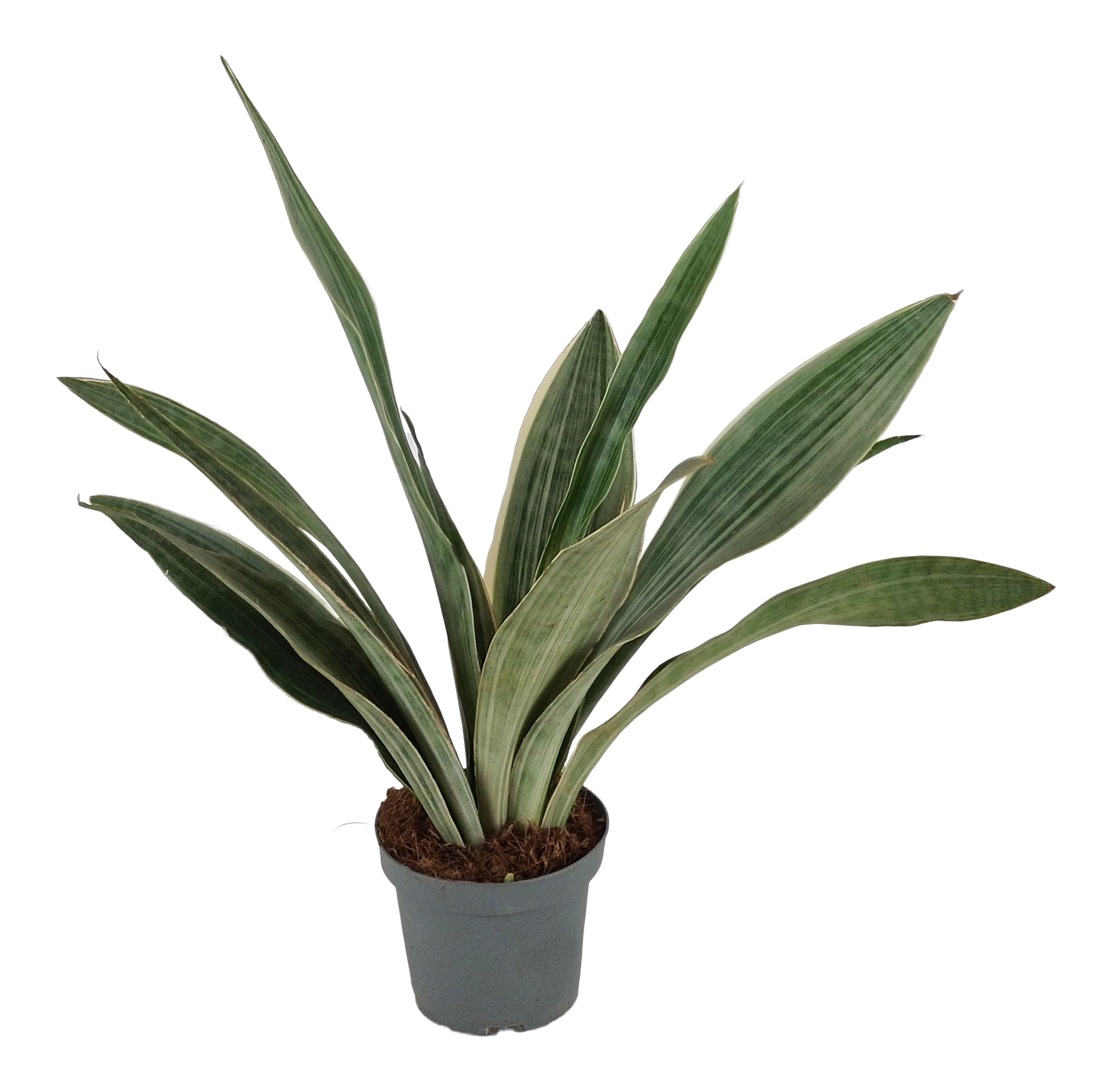 Sansewieria Aubrytania mix 50-60 cm