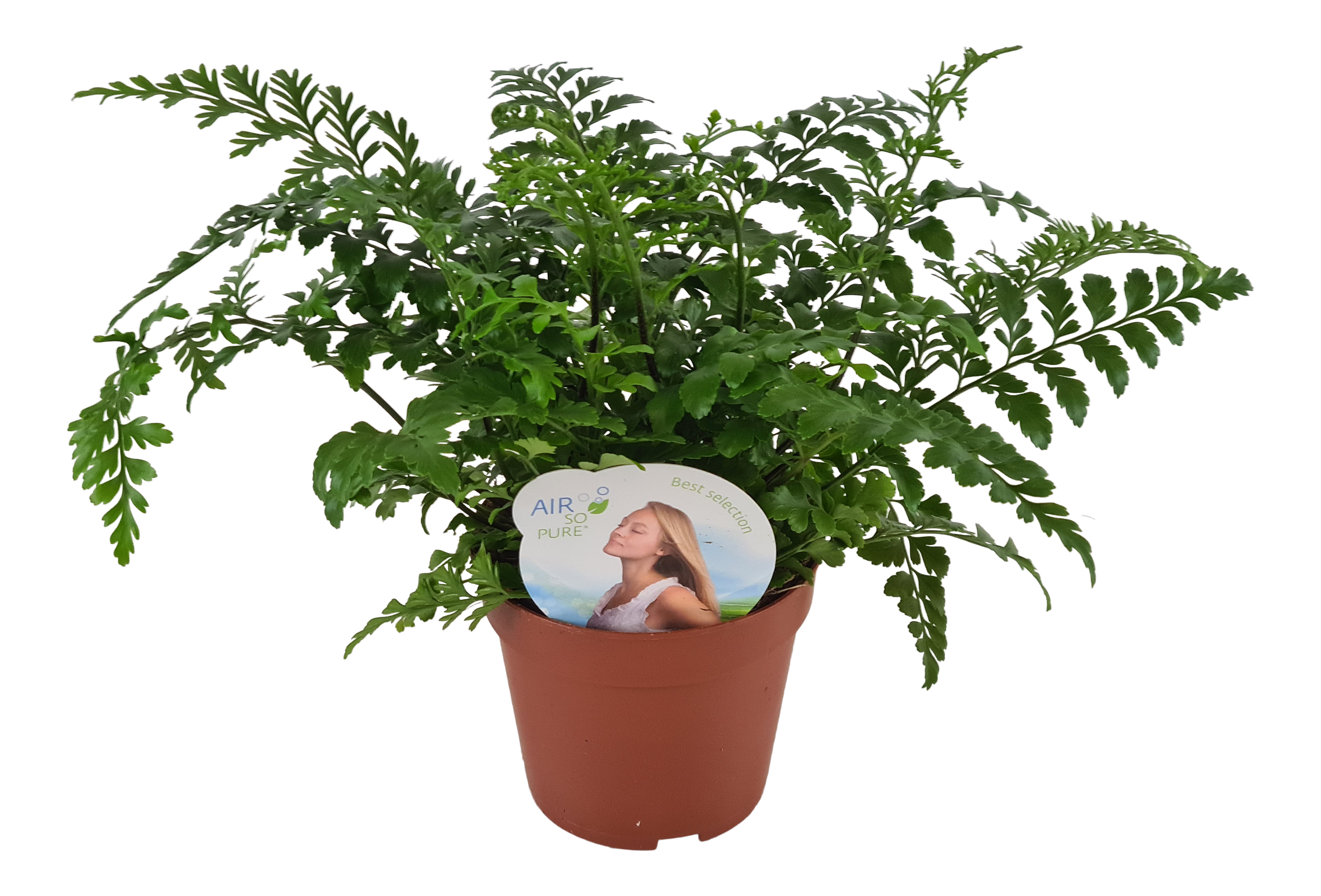Zanokcica Asplenium paproć 35 cm