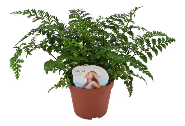 Zanokcica asplenium paproc 35 cm 85642419