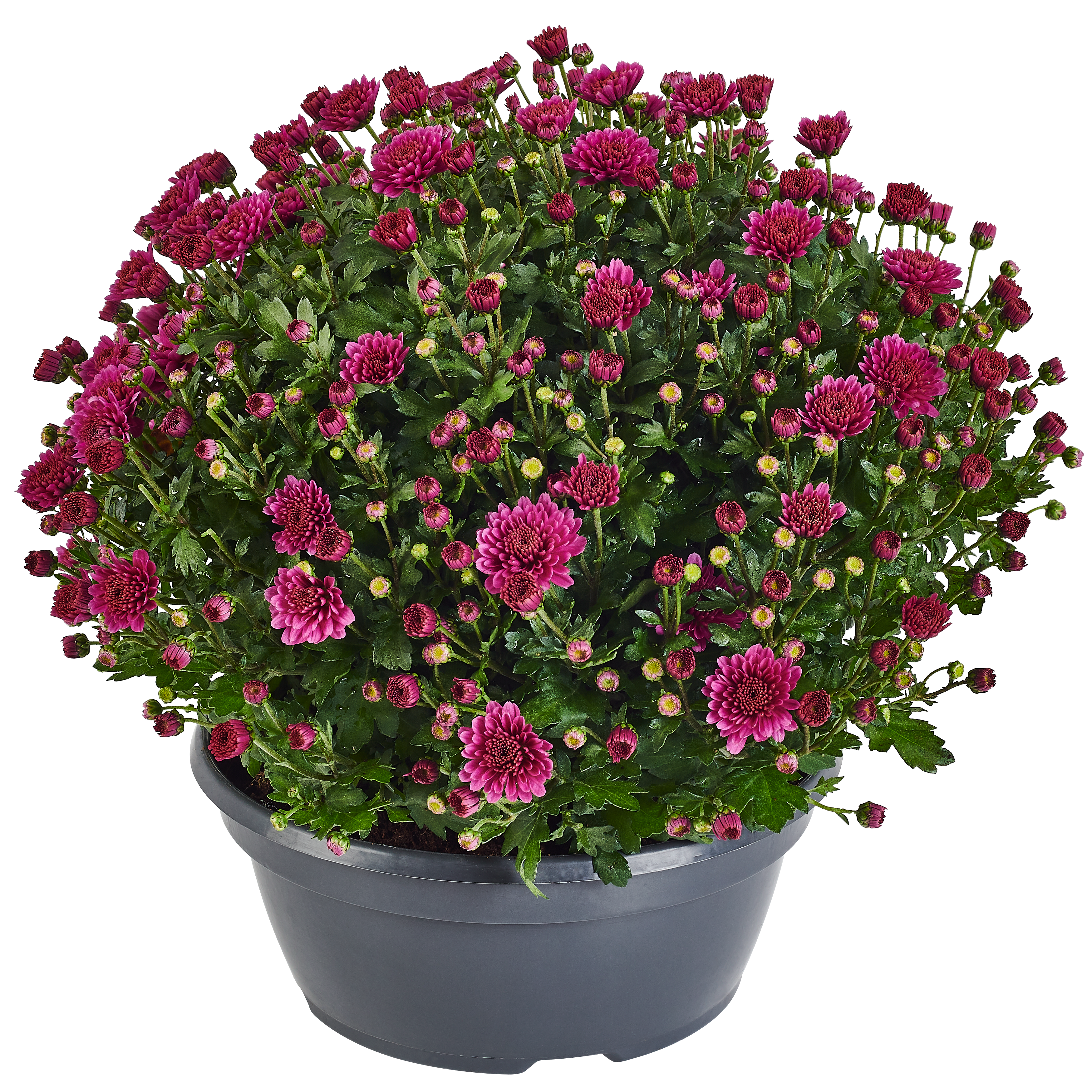Chryzantema drobnokwiatowa 35-45 cm