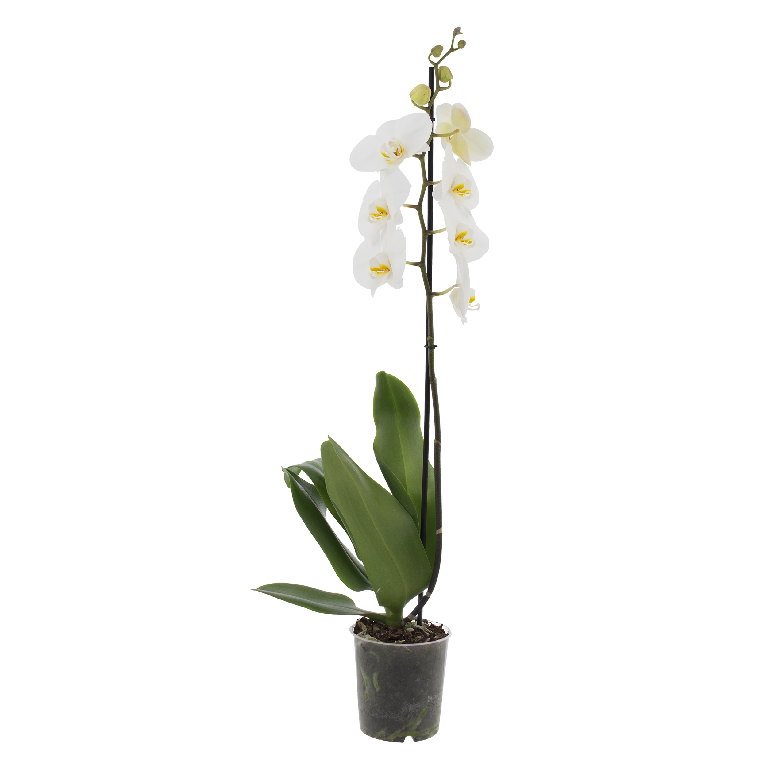 Storczyk Falenopsis 1-pędowy Extra +9 kwiatów 55-75 cm