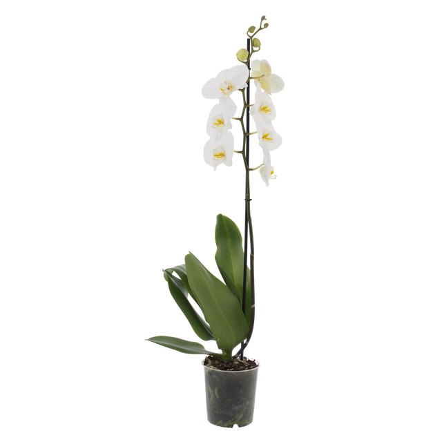 Storczyk Falenopsis 1-pędowy Extra +9 kwiatów 55-75 cm