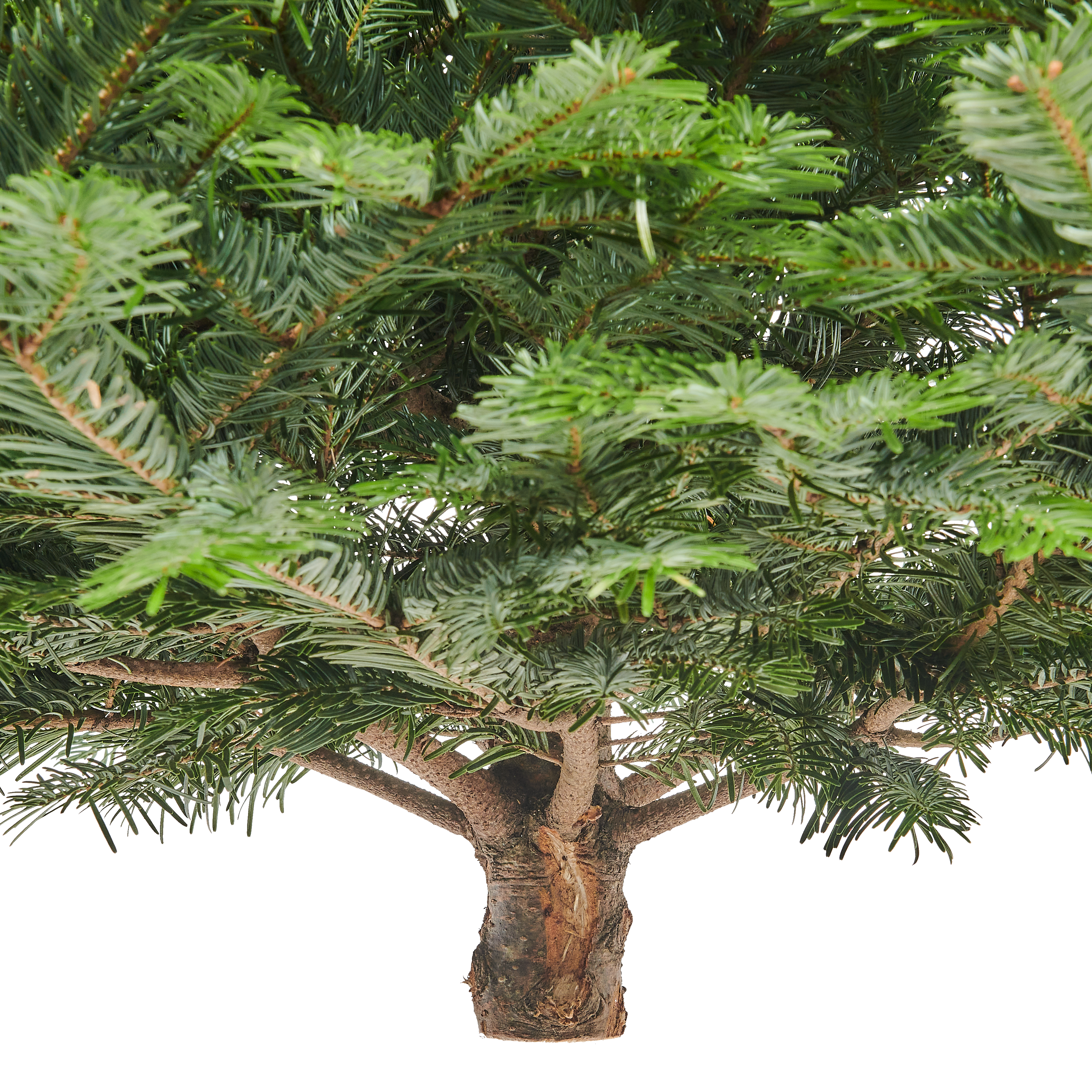 Jodła kaukaska 100-125cm choinka żywa cięta - 5