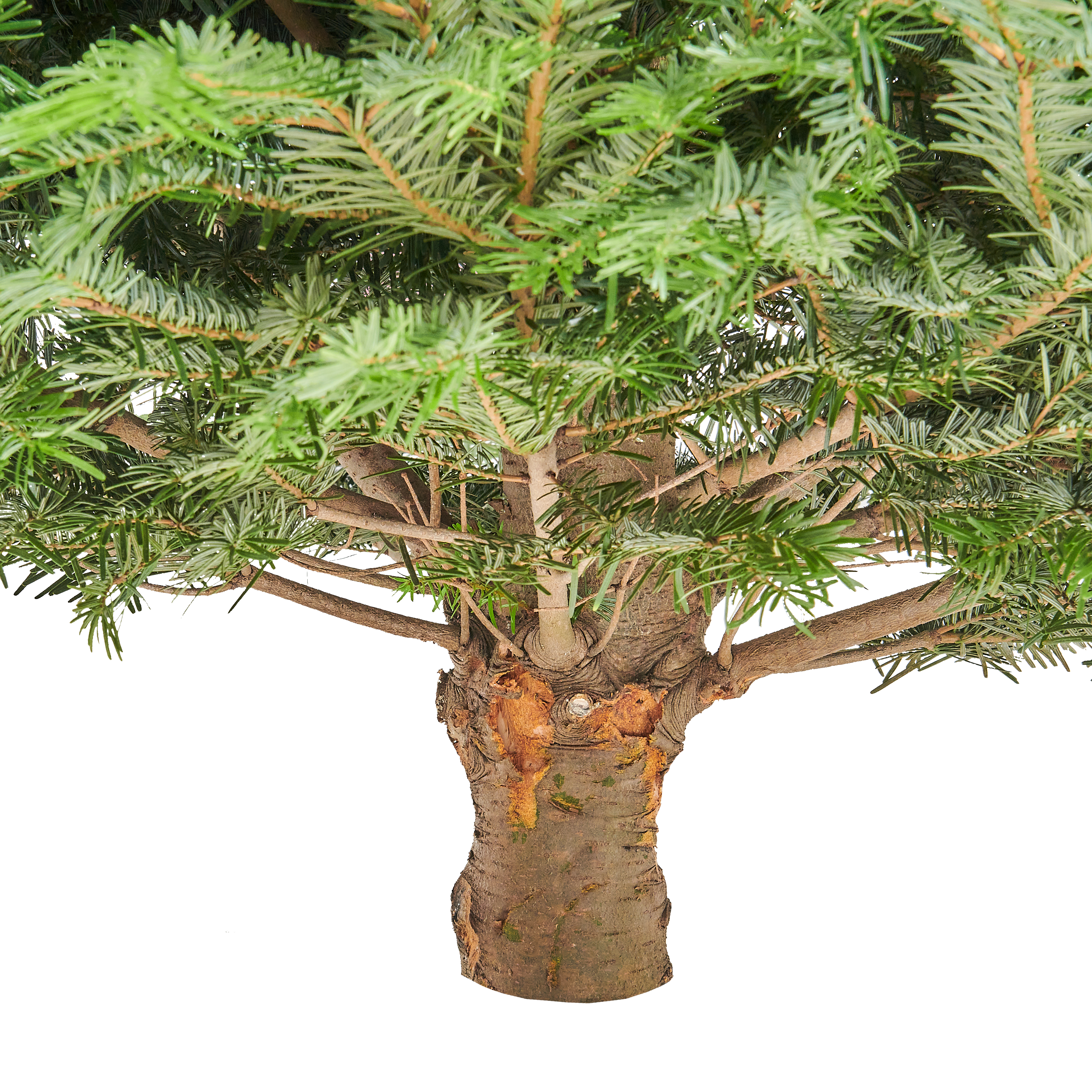 Jodła kaukaska 175-225cm choinka żywa cięta - 5