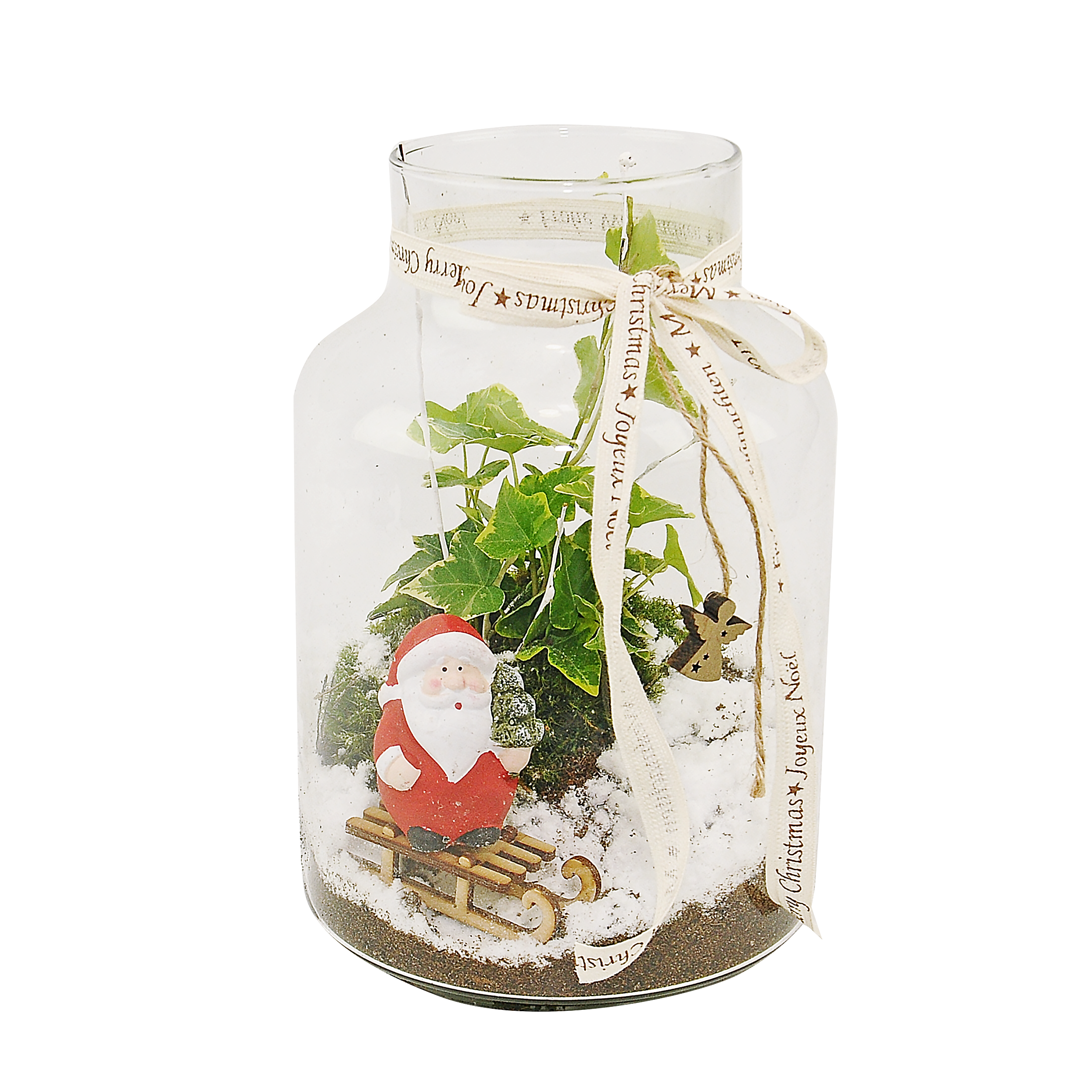 Cyprysik bluszcz mix 25 cm