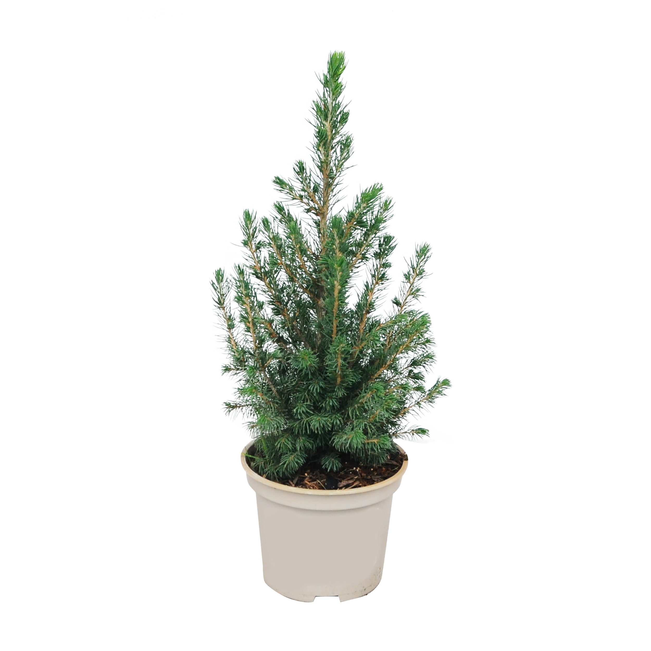 Świerk Conica 50-55 cm