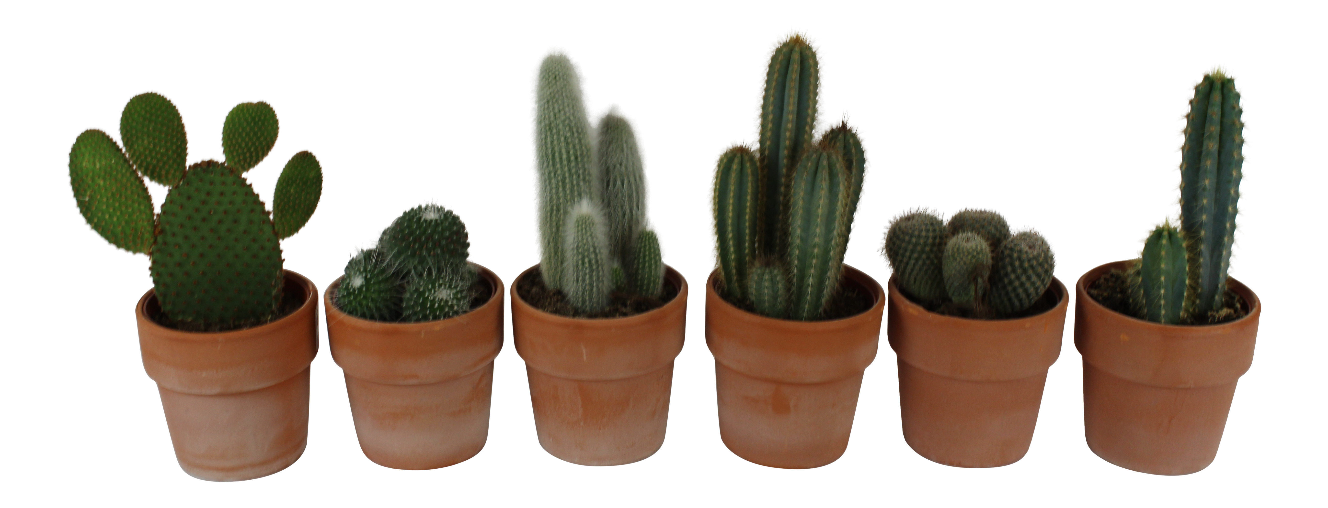 Kaktus Roodsteen 17-25 cm