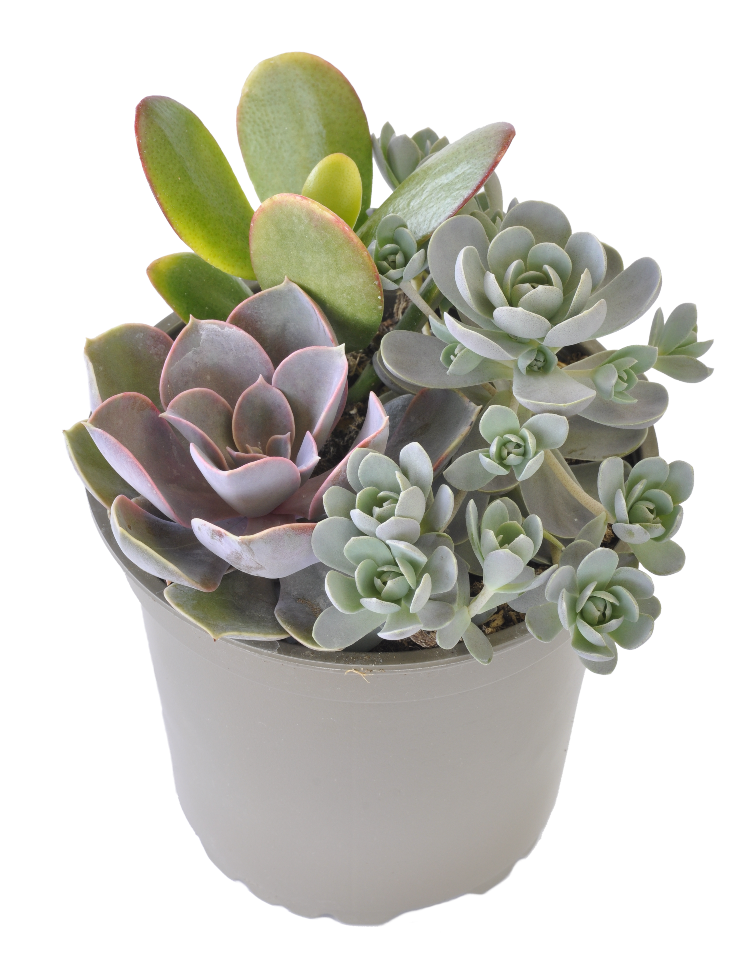 Sukulenty mix 15-20 cm