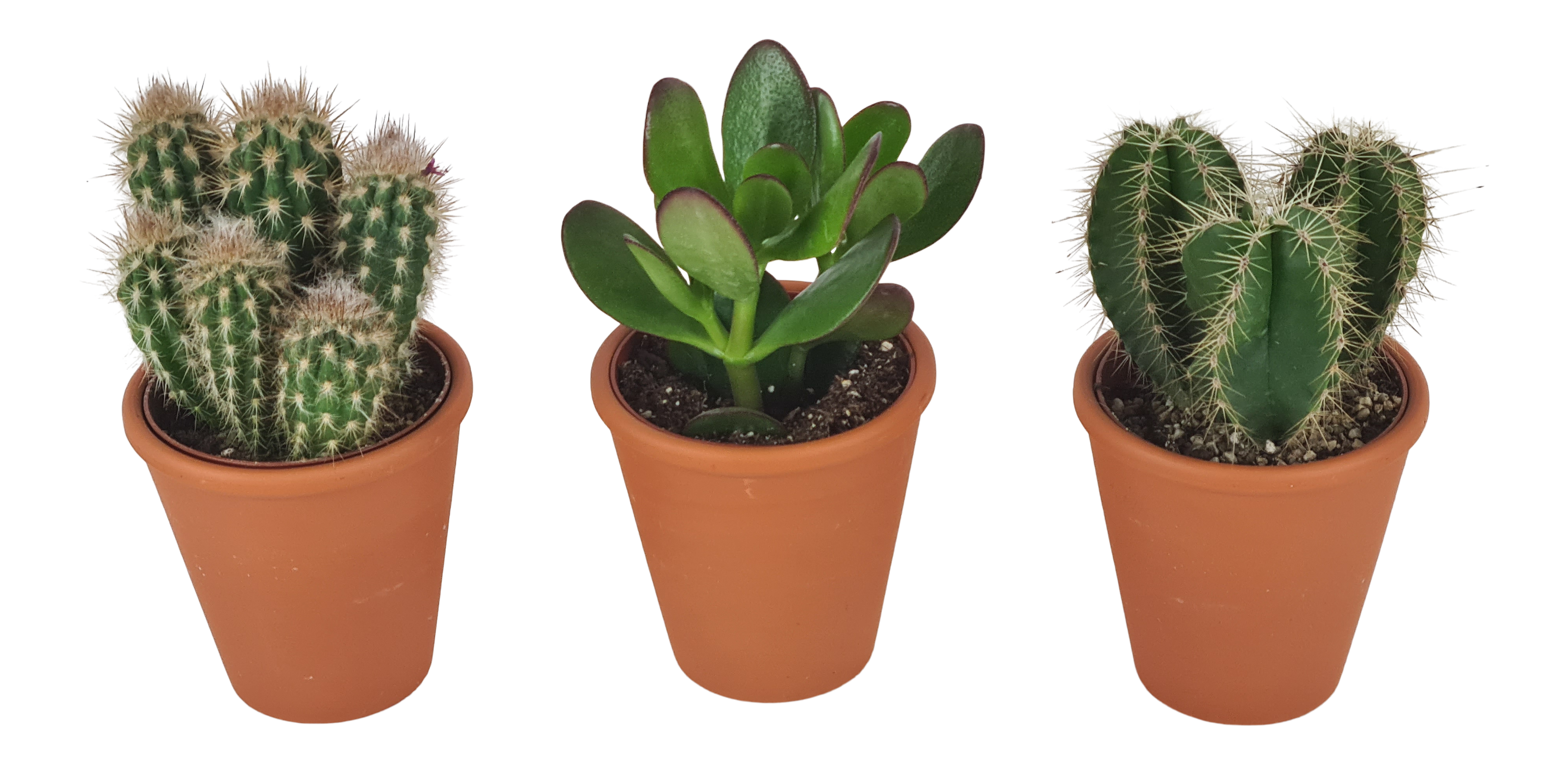 Kaktus sukulent mix 14-22 cm