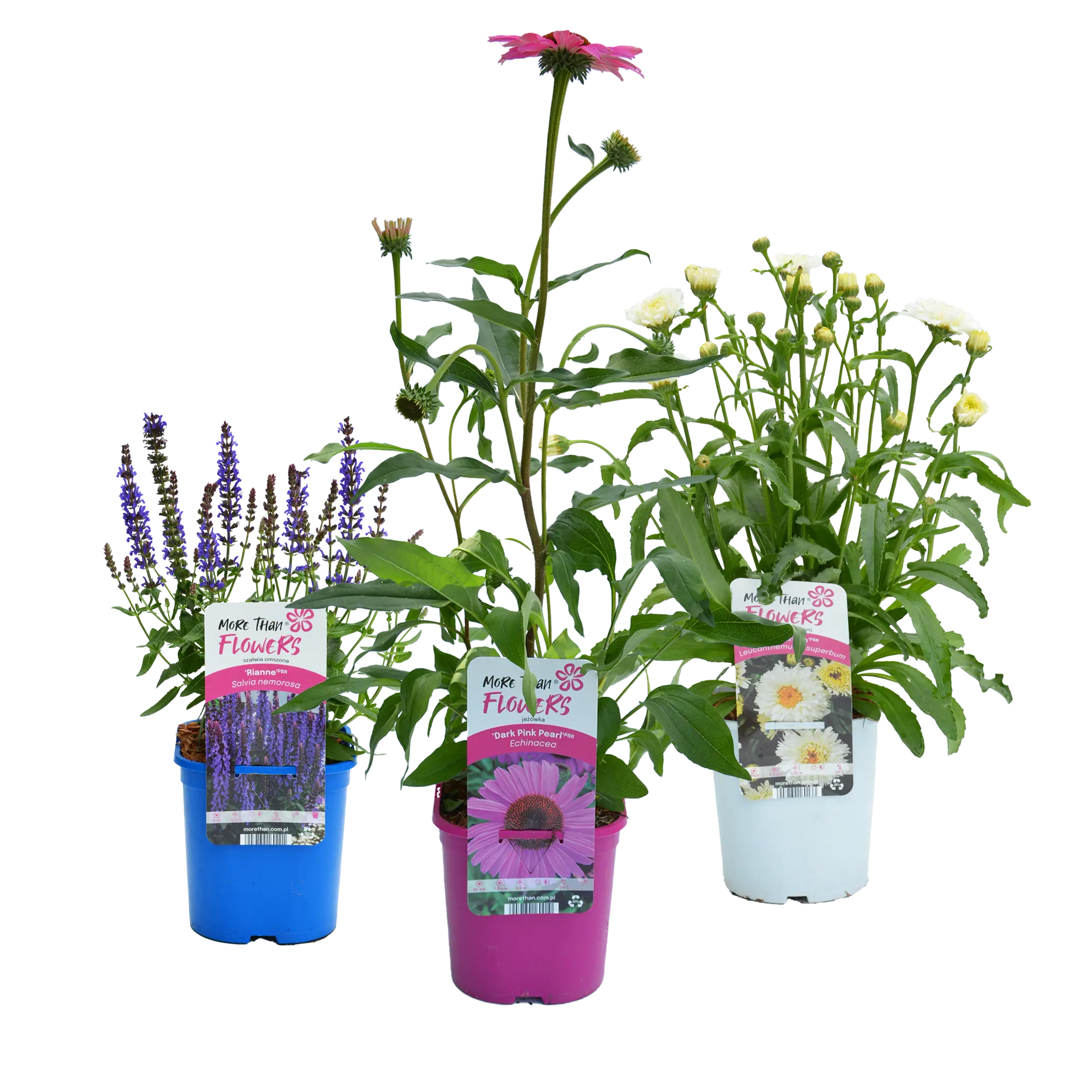 Byliny mix 40 cm