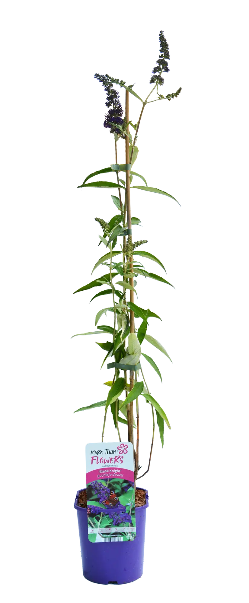 Budleja 50 cm