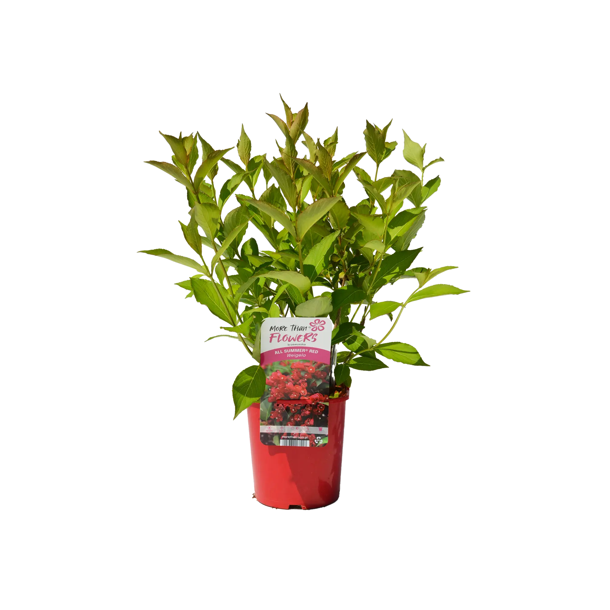 Krzewuszka cudowna Premium 50 cm