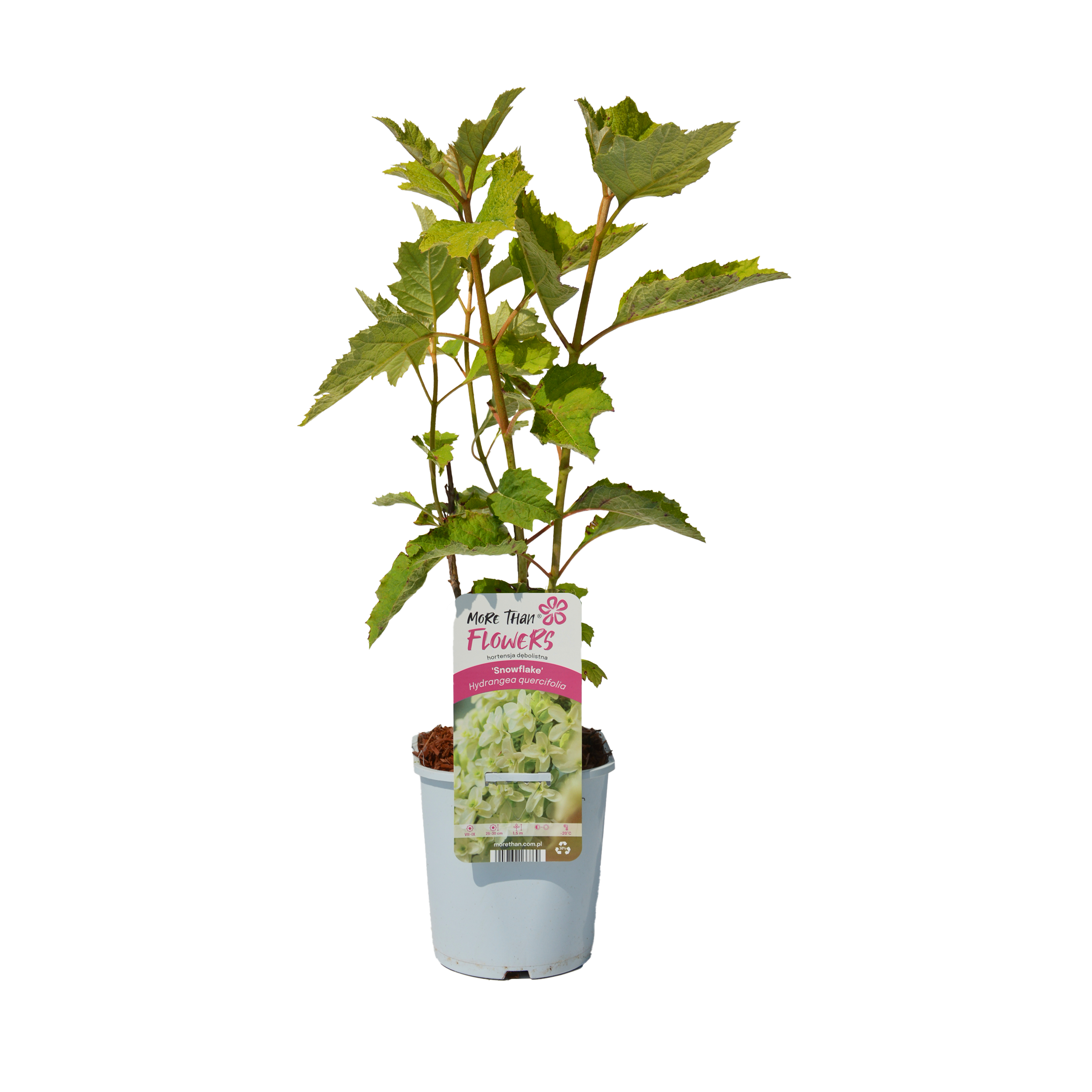 Hortensja dębolistna 50 cm