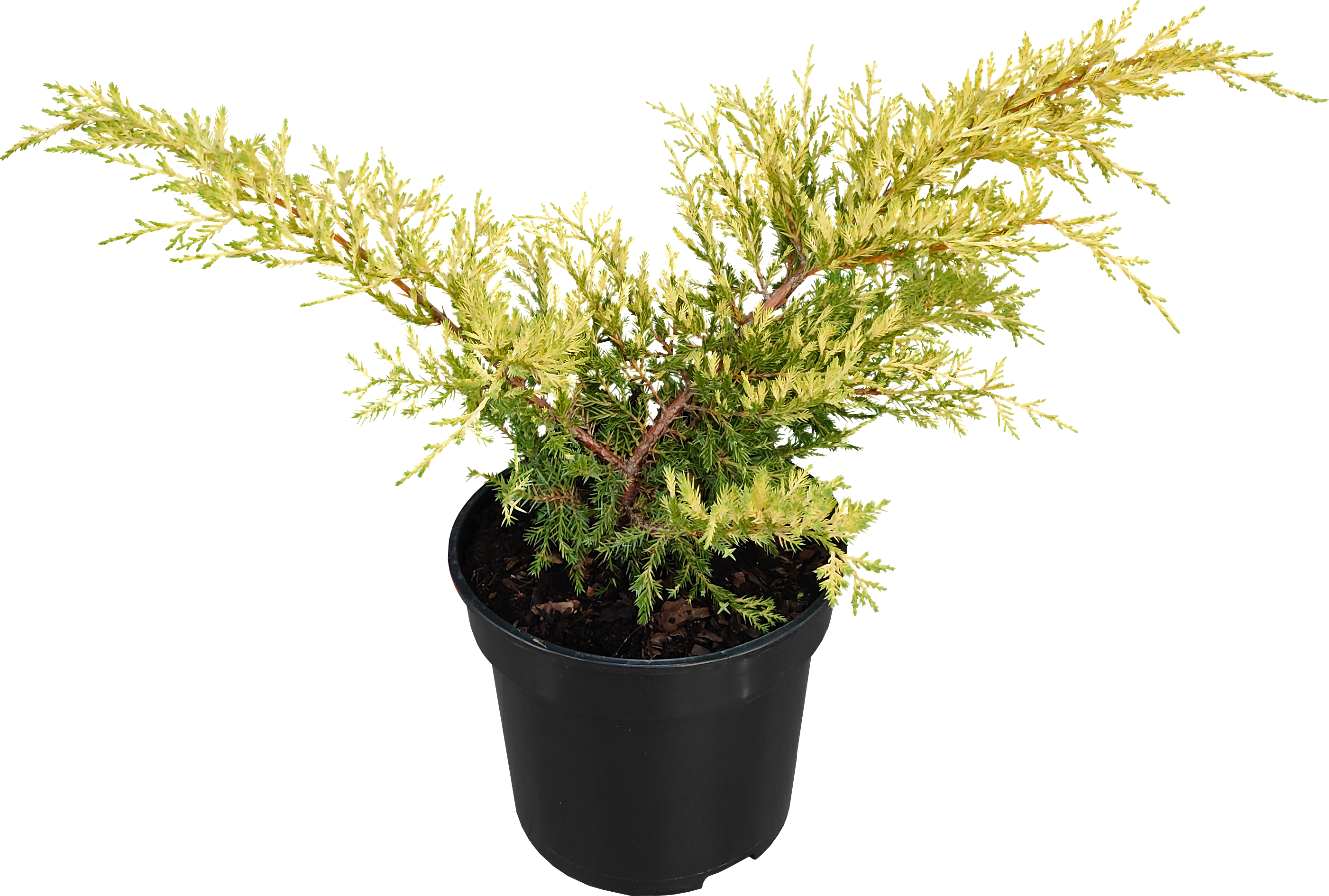 Jałowiec pośredni Saybrook Gold 30-40 cm