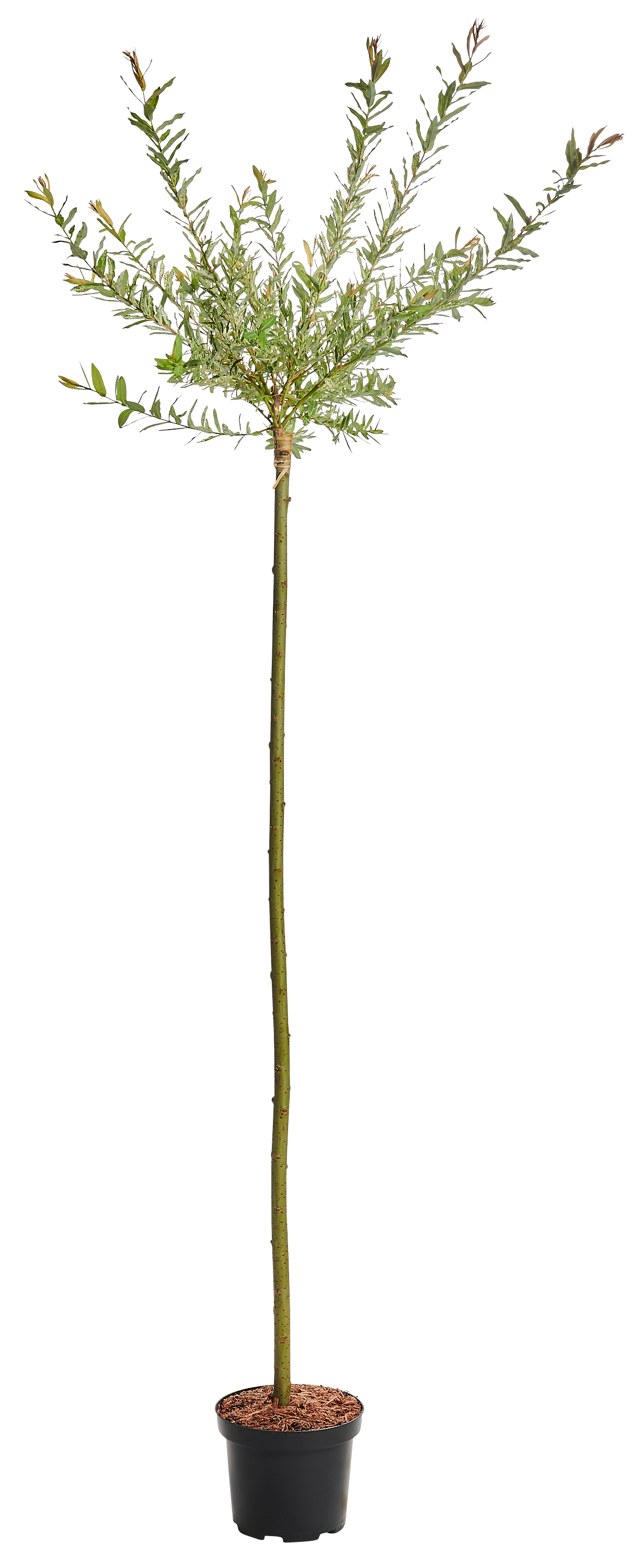 Wierzba całolistna flam 80 cm