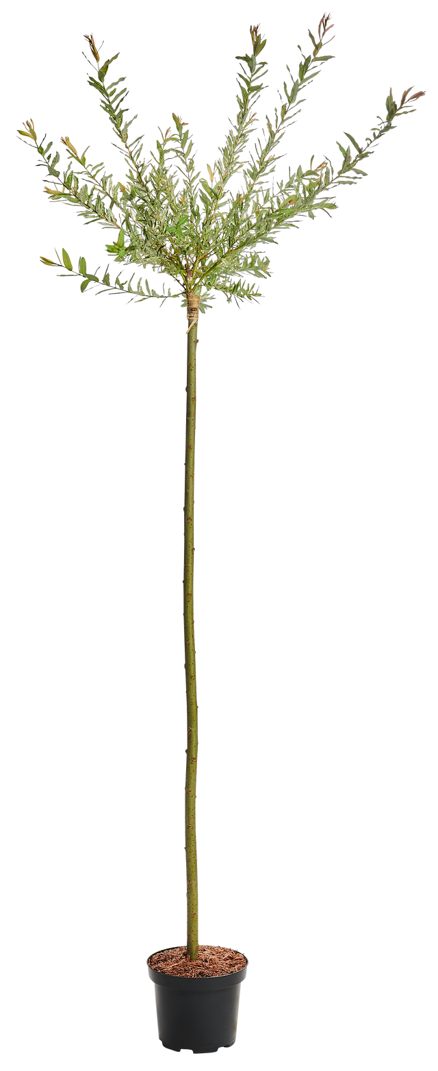 Wierzba całolistna Flamingo 120 cm
