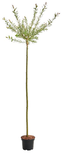 Wierzba calolistna flamingo 120 cm 84895608