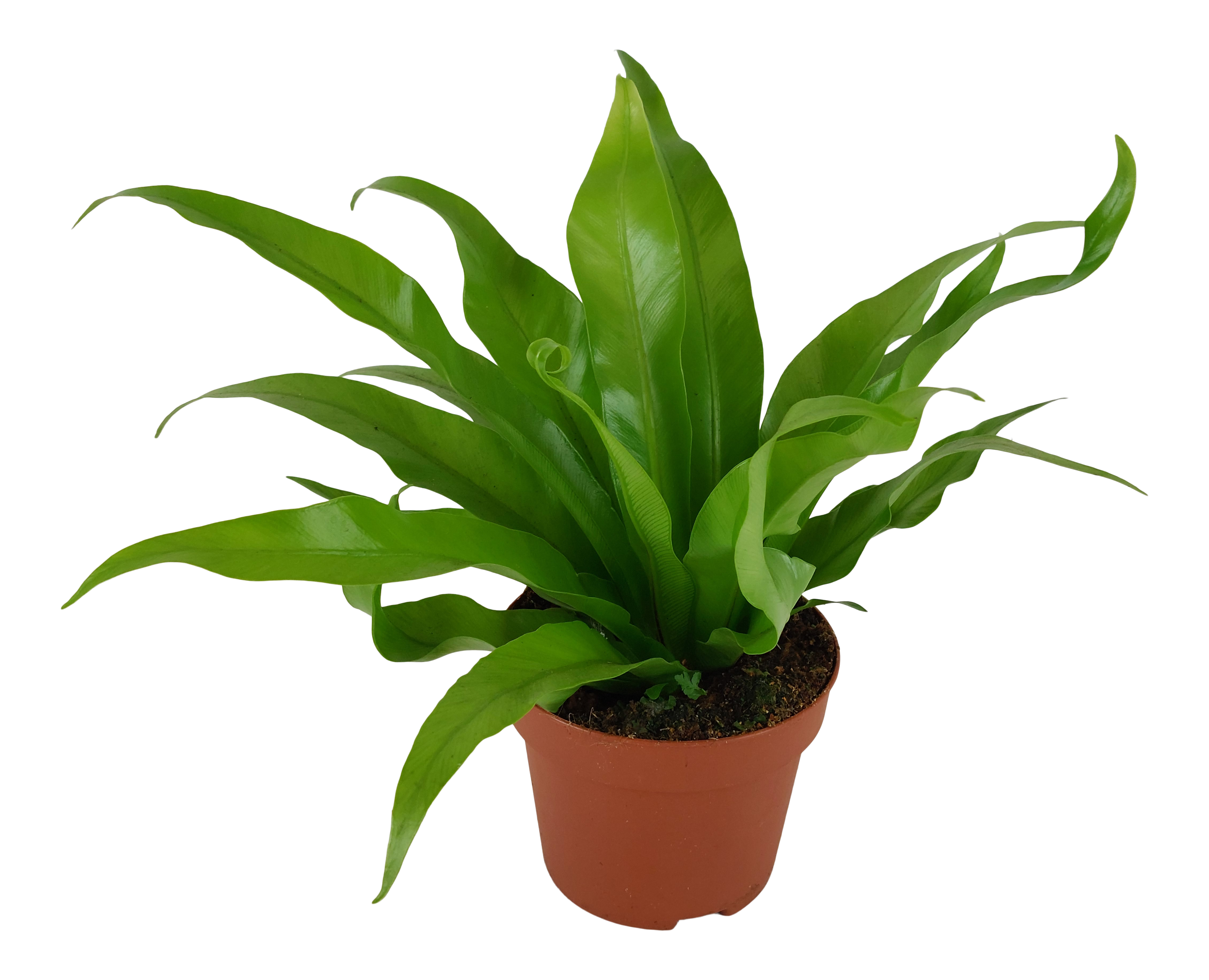 Zanokcica Asplenium Antiquum 35-40 cm