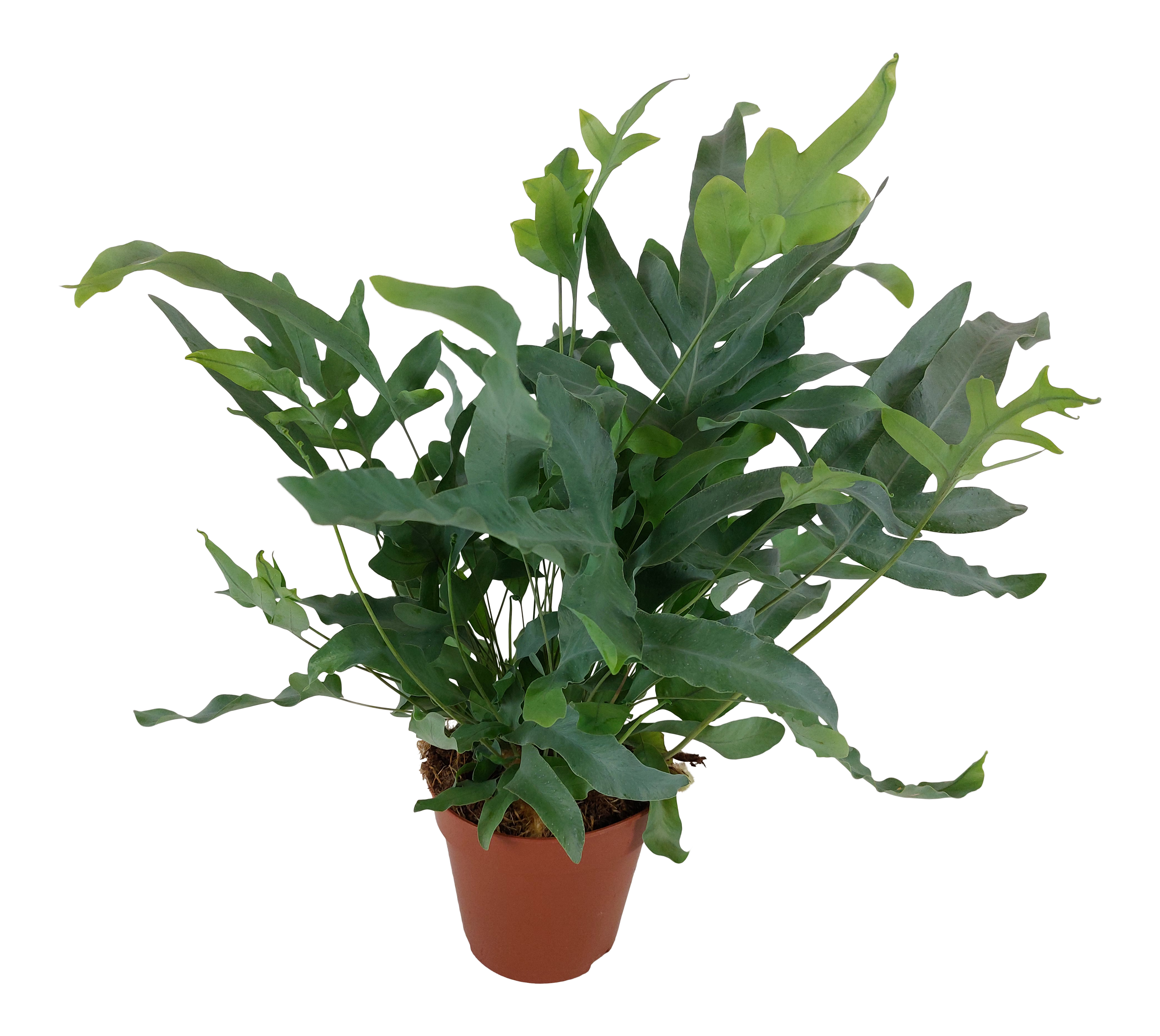 Flebodium aureum Blue Star 35-40 cm