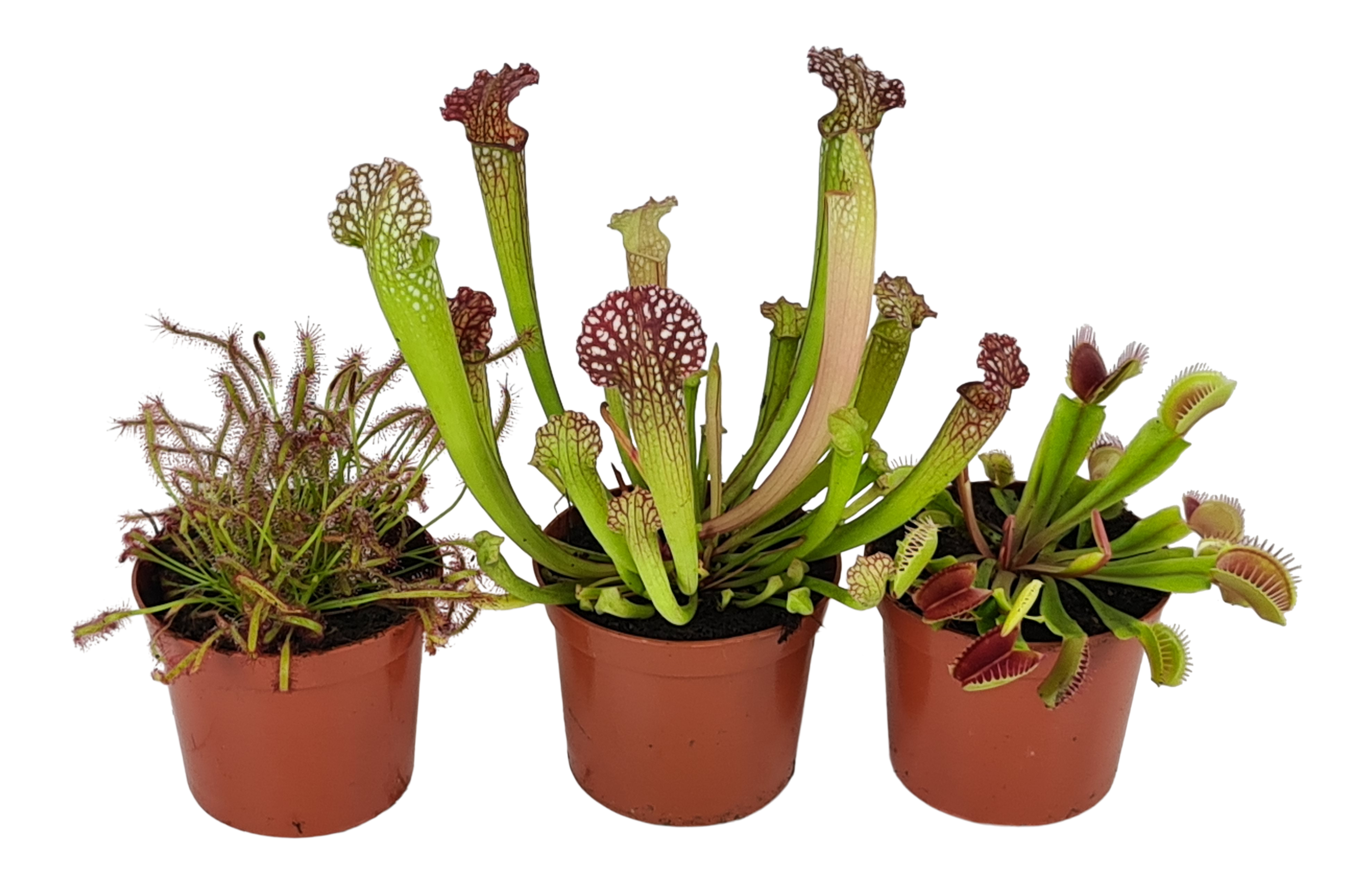 Rośliny owadożerne mix 25 cm