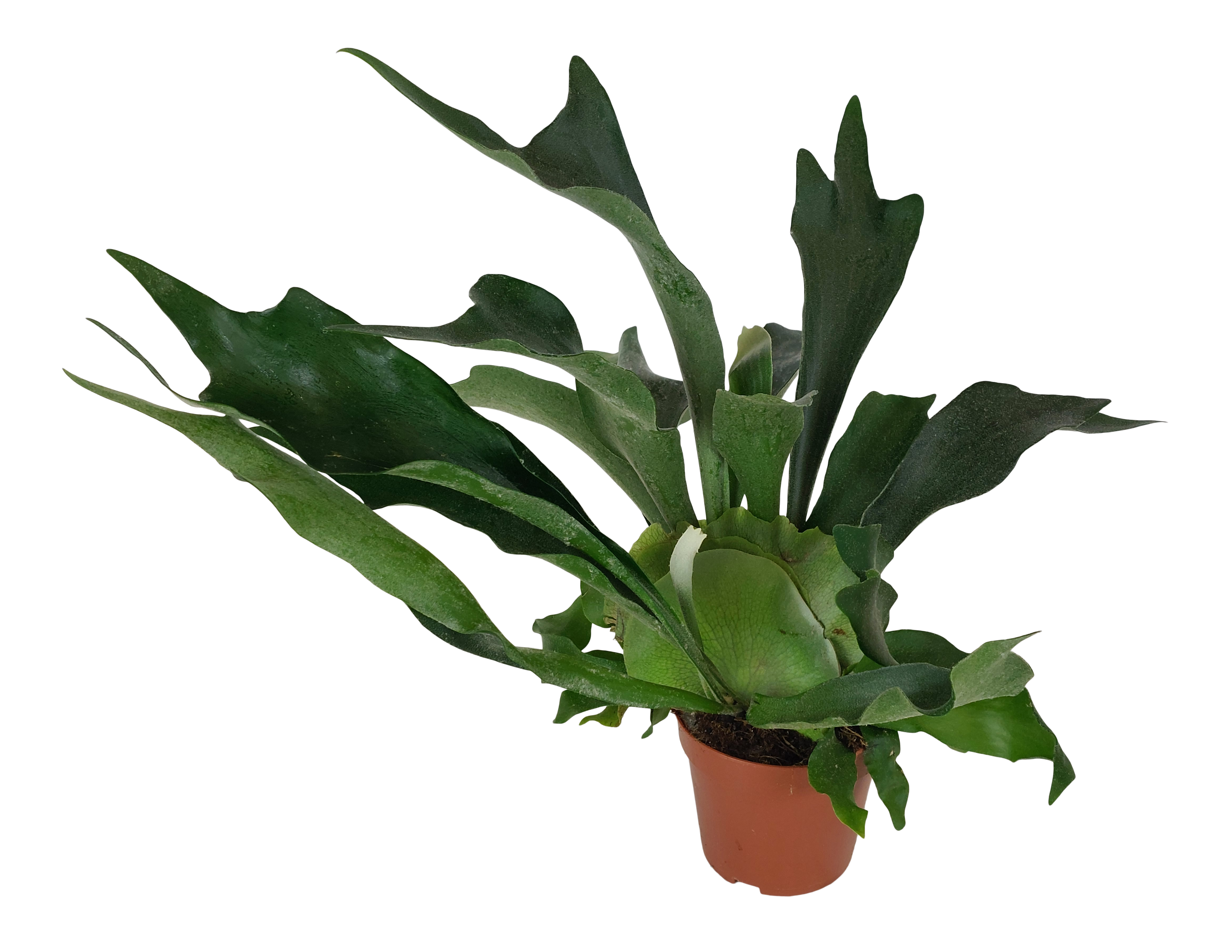 Łosie rogi Platycerium 35-40 cm